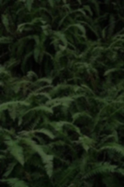 fern_forest.jpg