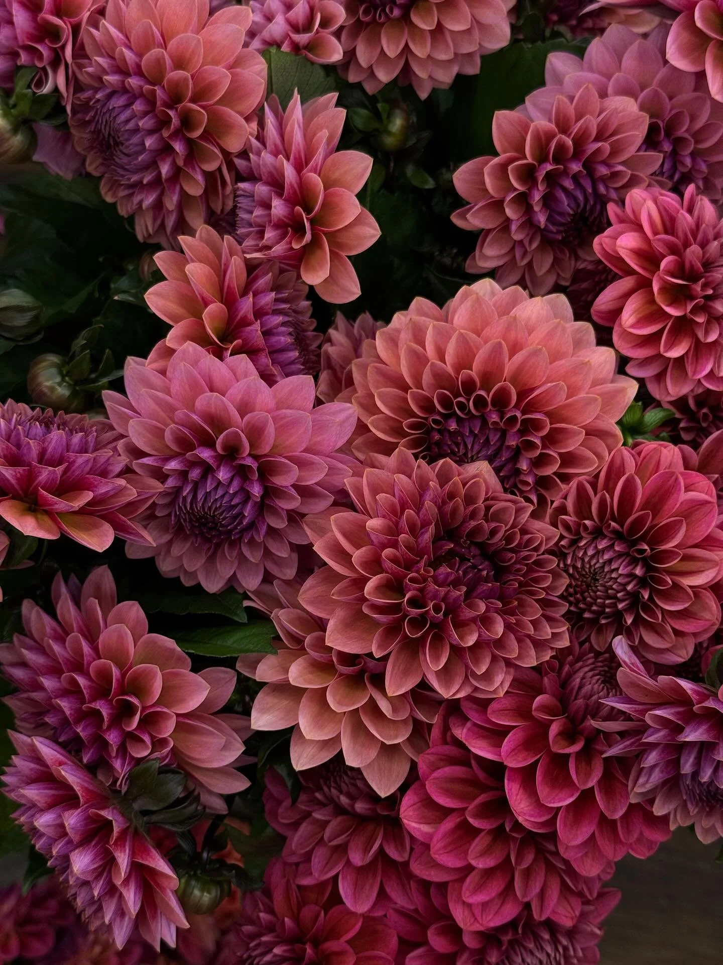 A few flowers that have stopped me in my tracks 🌸