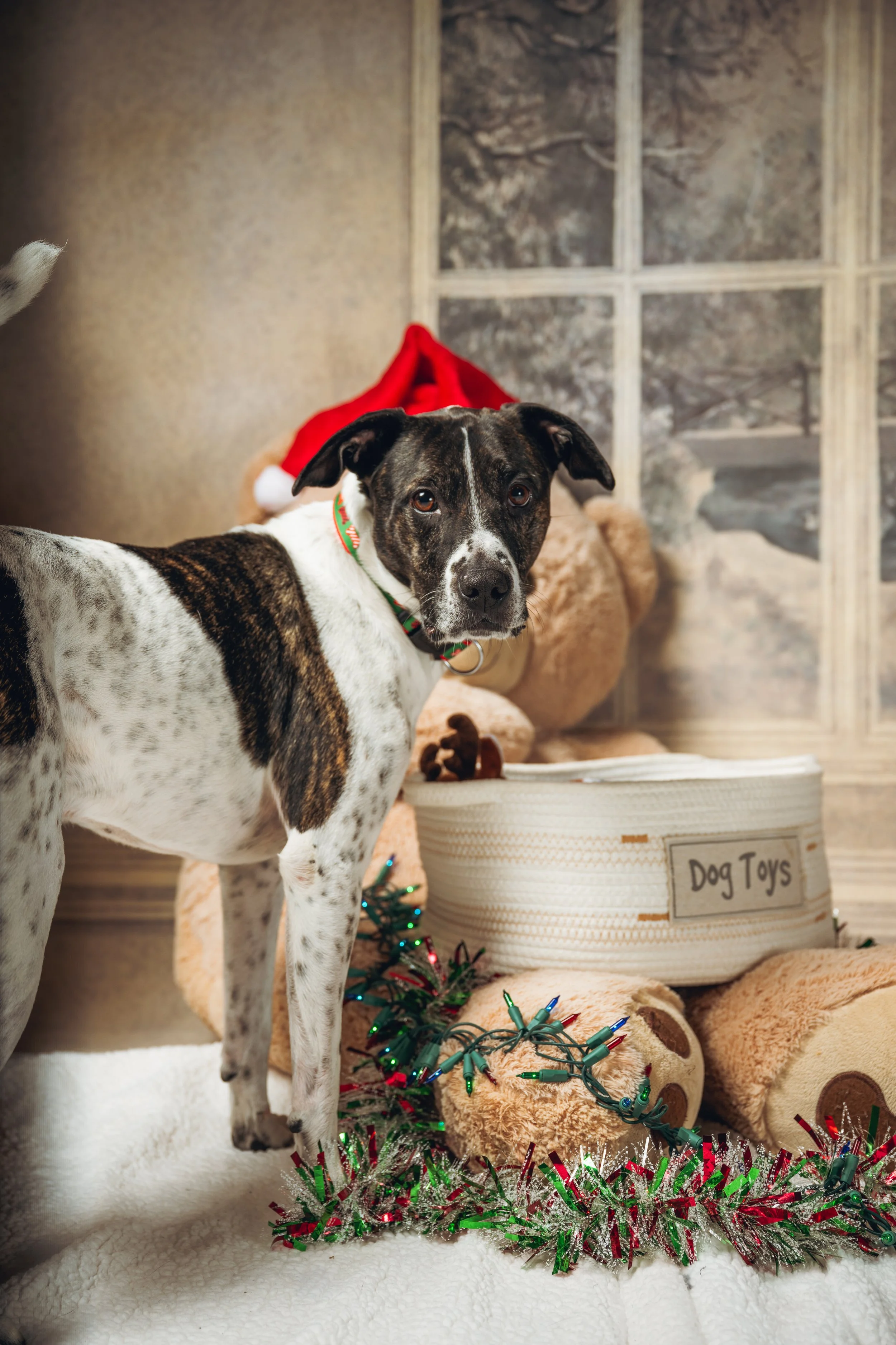 Dog with black and white coat wearing collar, standing in front of a Santa hat, Christmas decorations, stuffed toys, and a labeled box reading 'Dog Toys' in a festive setting.
