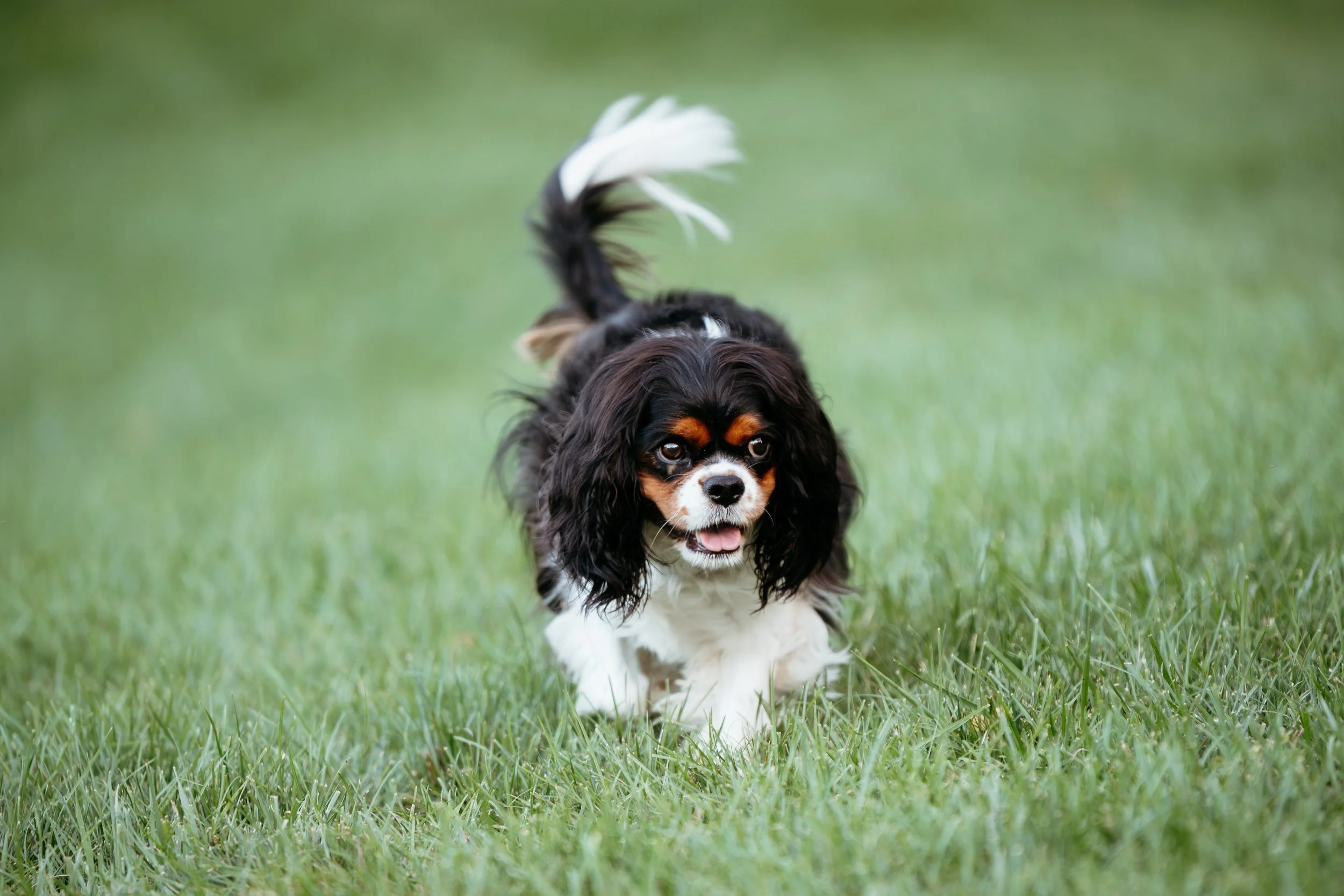 A black, white, and brown Cavalier King Charles Spaniel puppy walking on grass, looking directly at the camera with its tongue slightly out.