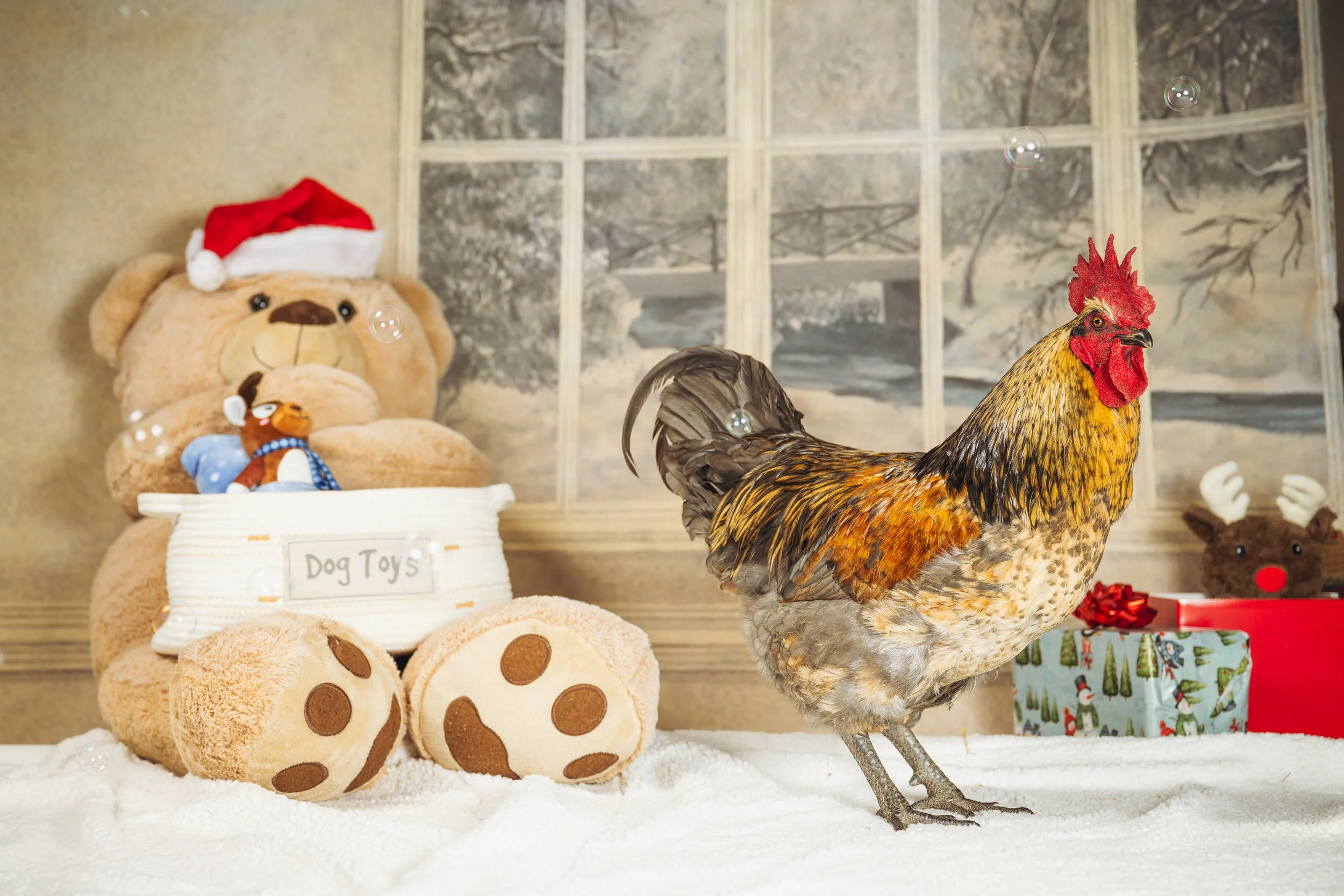 A rooster standing on a white surface in a festive, Christmas-themed setting with a large teddy bear wearing a Santa hat and holding a smaller teddy bear, a reindeer plush toy, and a wrapped holiday gift in the background.