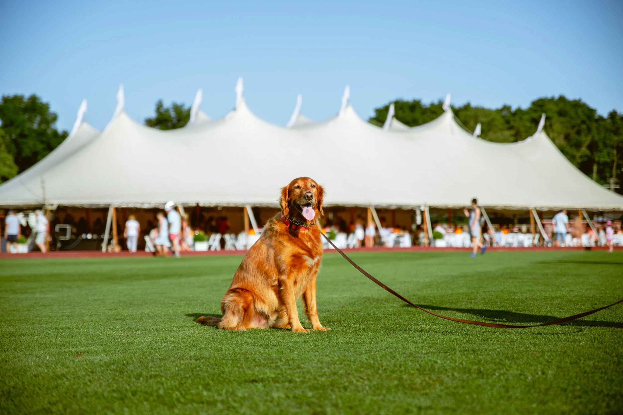 Golden retriever dog sitting on a green field during an outdoor event with a large white tent and people in the background.