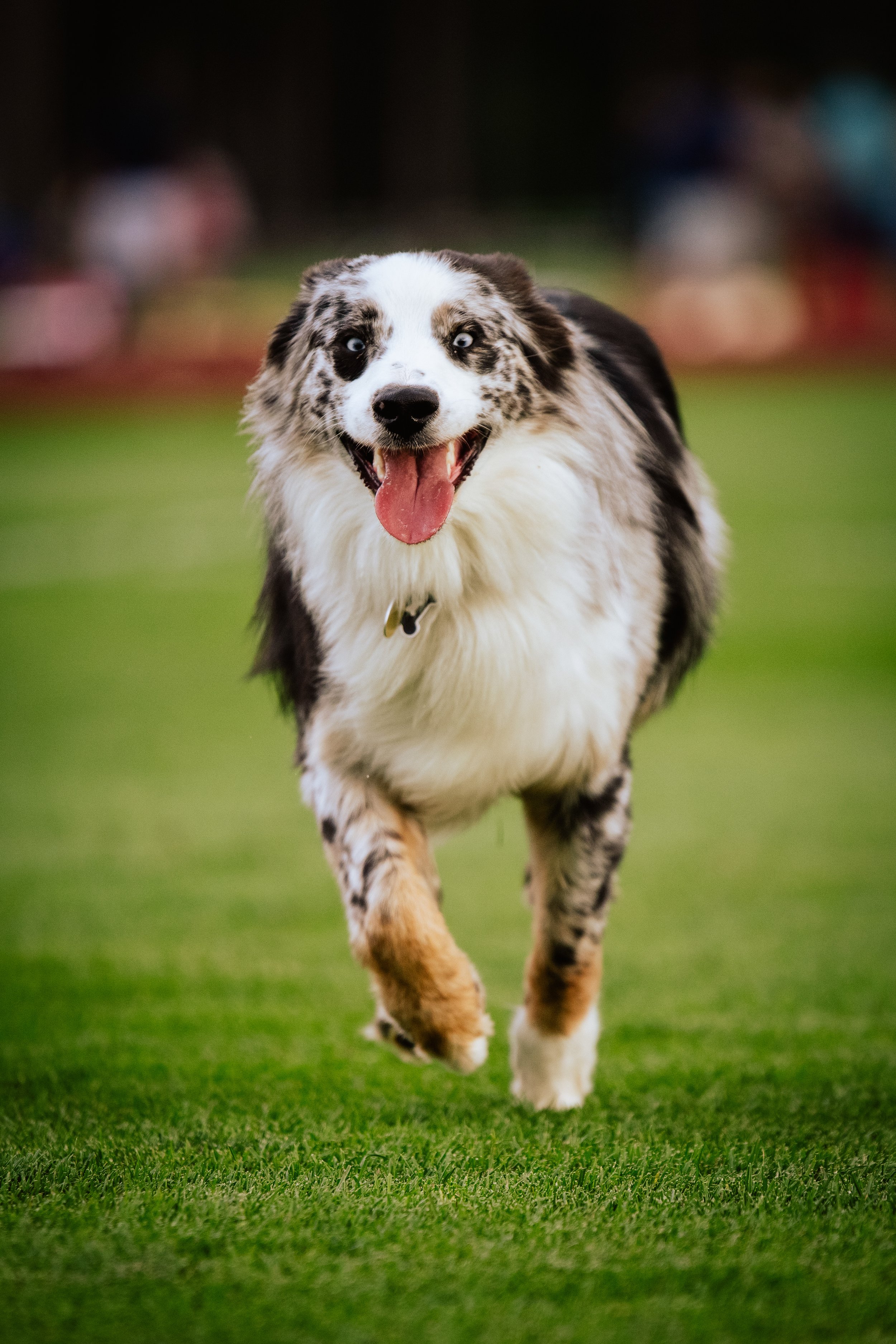 An Australian Shepherd dog running on a green field with a joyful expression.