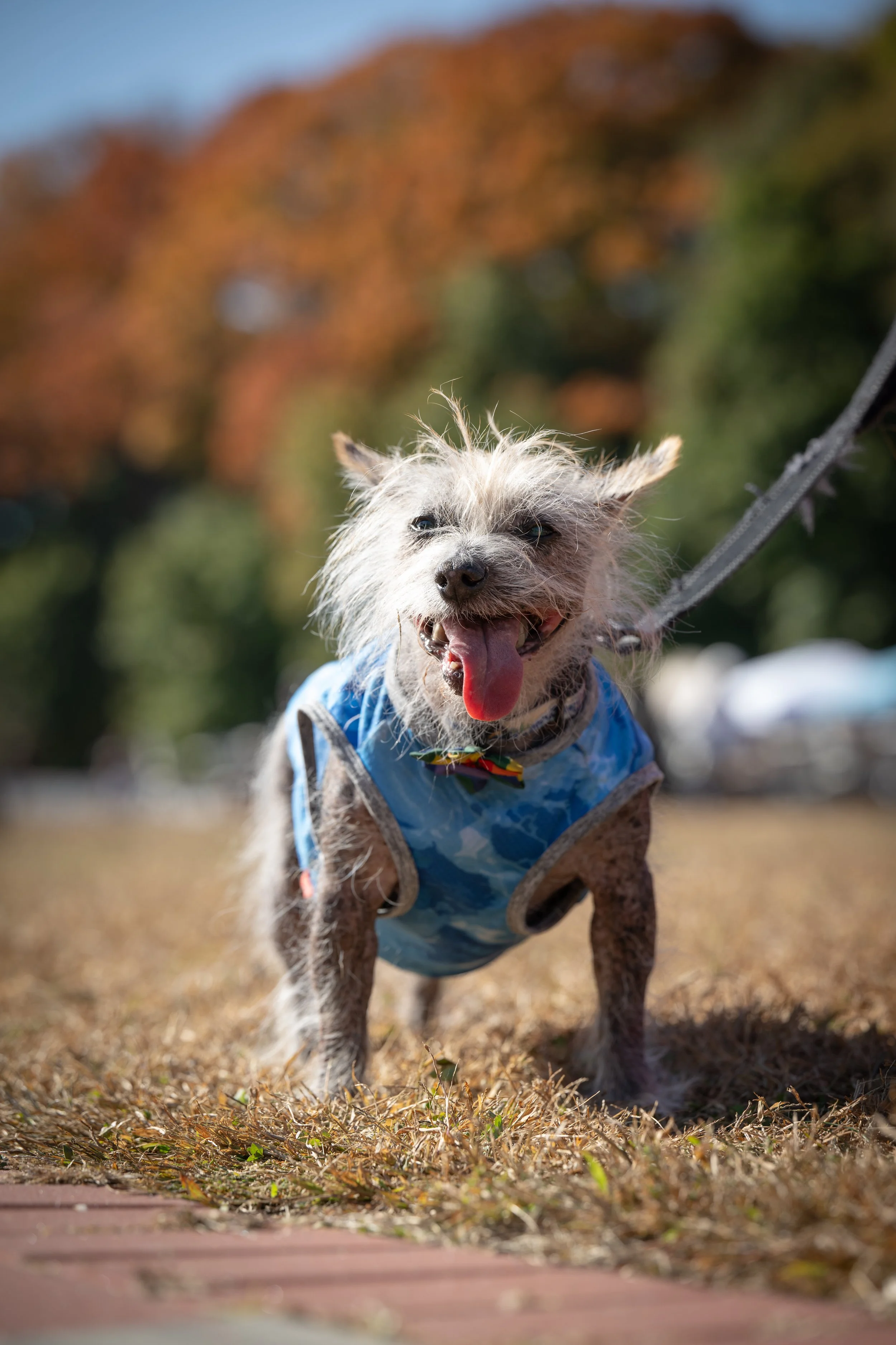A small dog with scruffy fur, wearing a blue patterned vest, standing on grass with autumn leaves in the background, panting and looking at the camera.