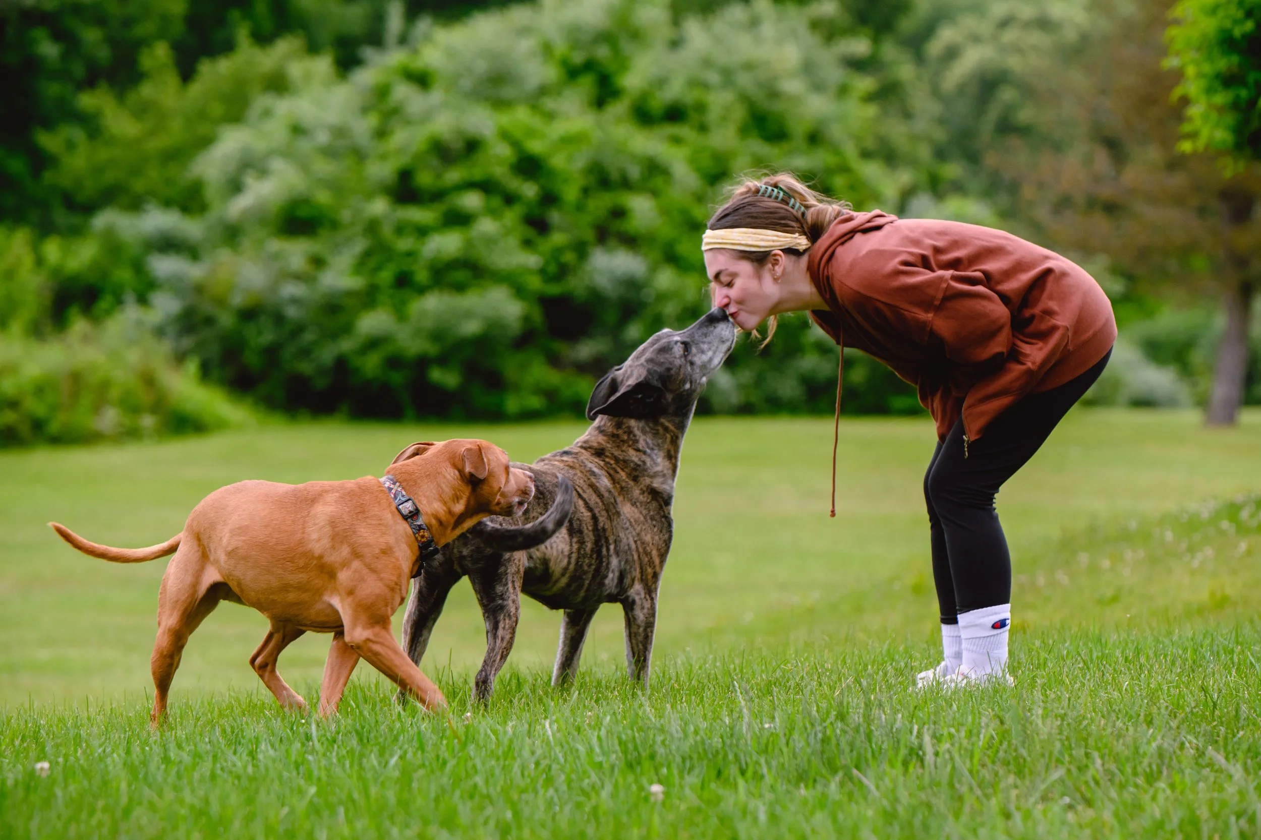 A woman is outdoors in a grassy area with three dogs, kissing a brindle dog on the nose, while a brown dog stands nearby, touching the brindle dog with its paw. The background has green trees and a cloudy sky.