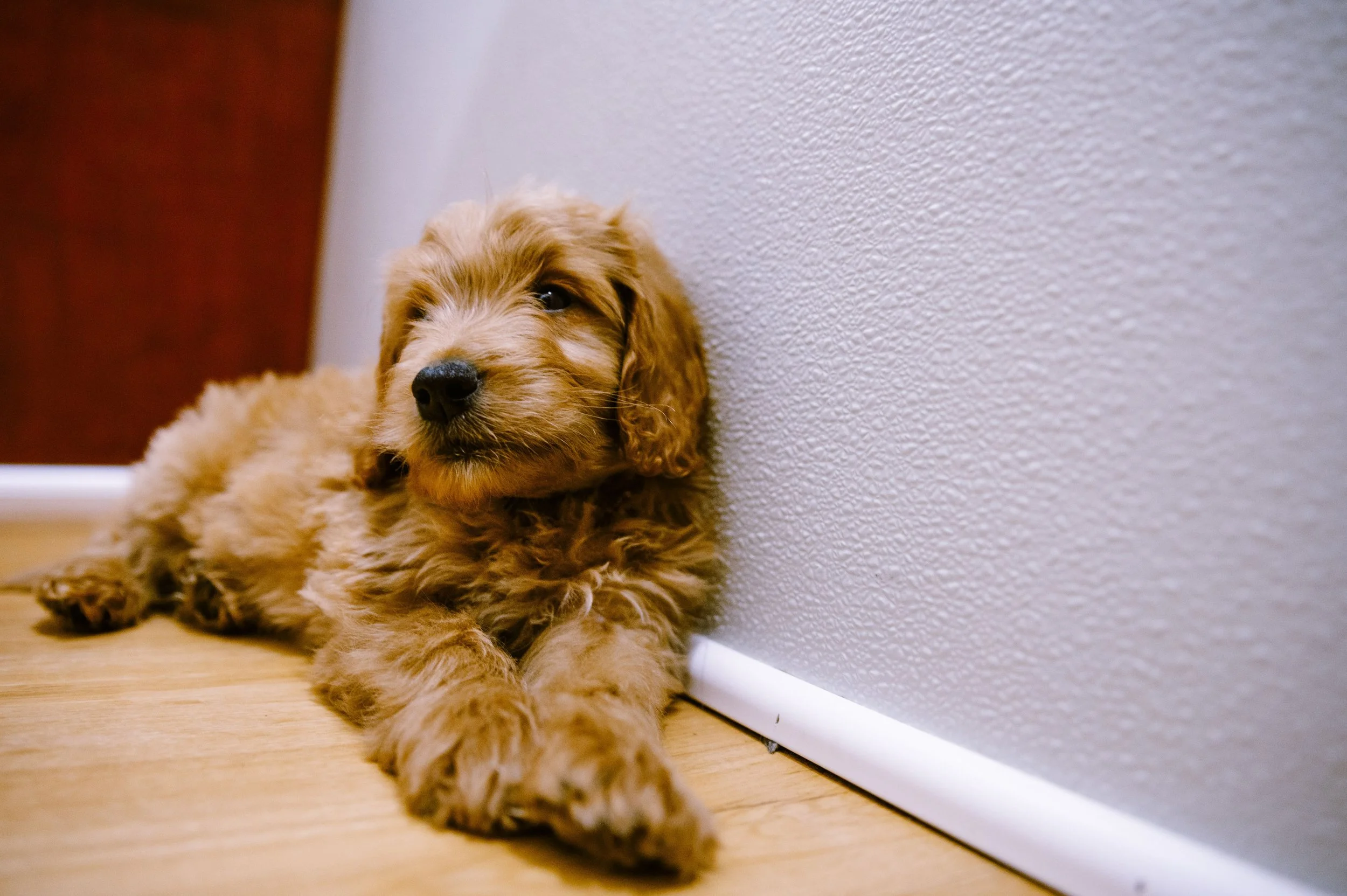 A cute, fluffy, light brown puppy lying on a wooden floor with a white wall behind it.