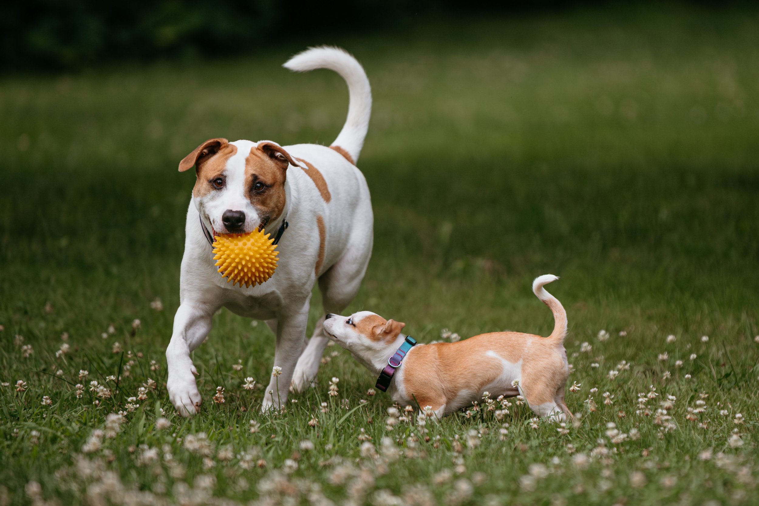 A large dog with brown and white fur holding a yellow spiky ball in its mouth, and a small tan and white puppy playing on a grassy field.