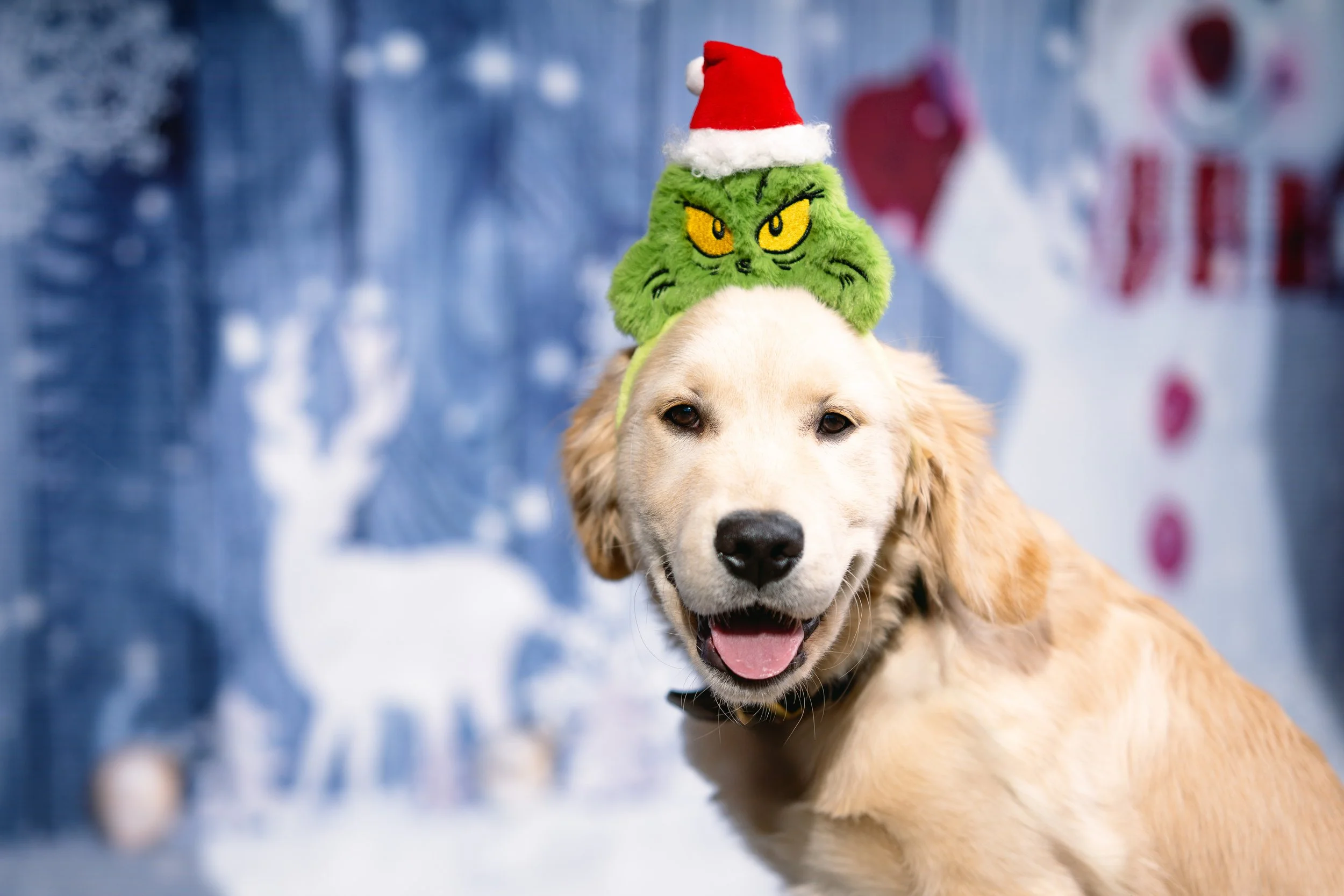 Golden retriever dog wearing a Christmas hat with a Dr. Seuss Grinch face on top, sitting in front of a winter holiday background with snowman and festive decorations.