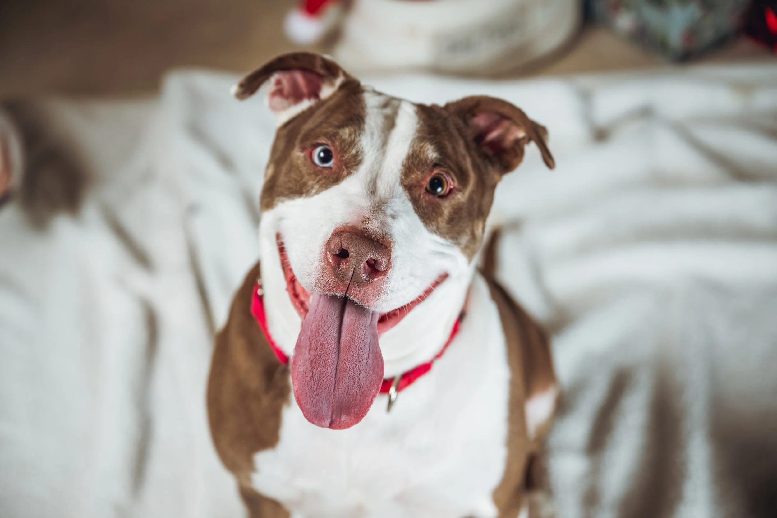 Close-up of a happy brown and white dog with a pink tongue hanging out, sitting on a white blanket.