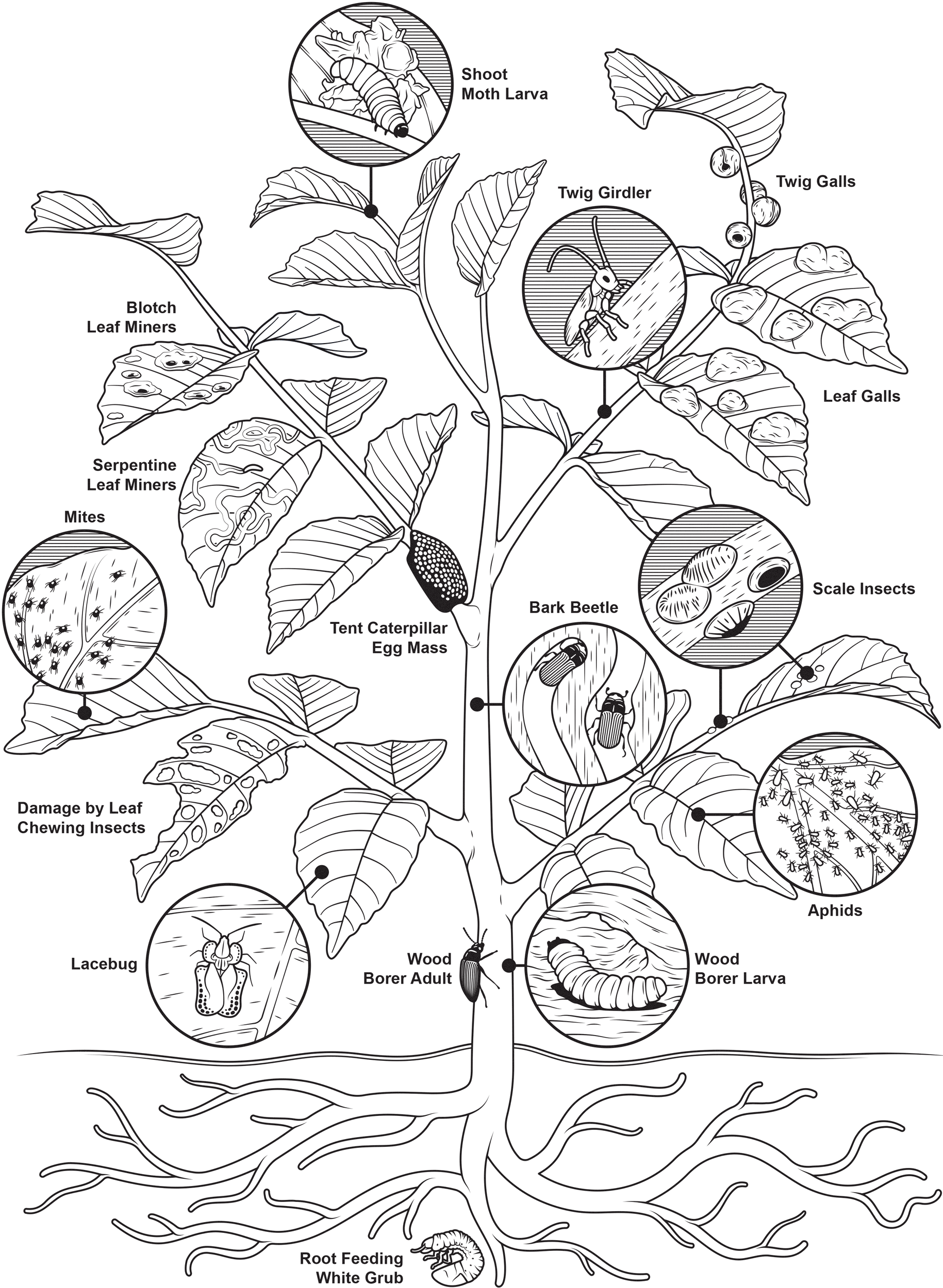 Plant-Pests.png