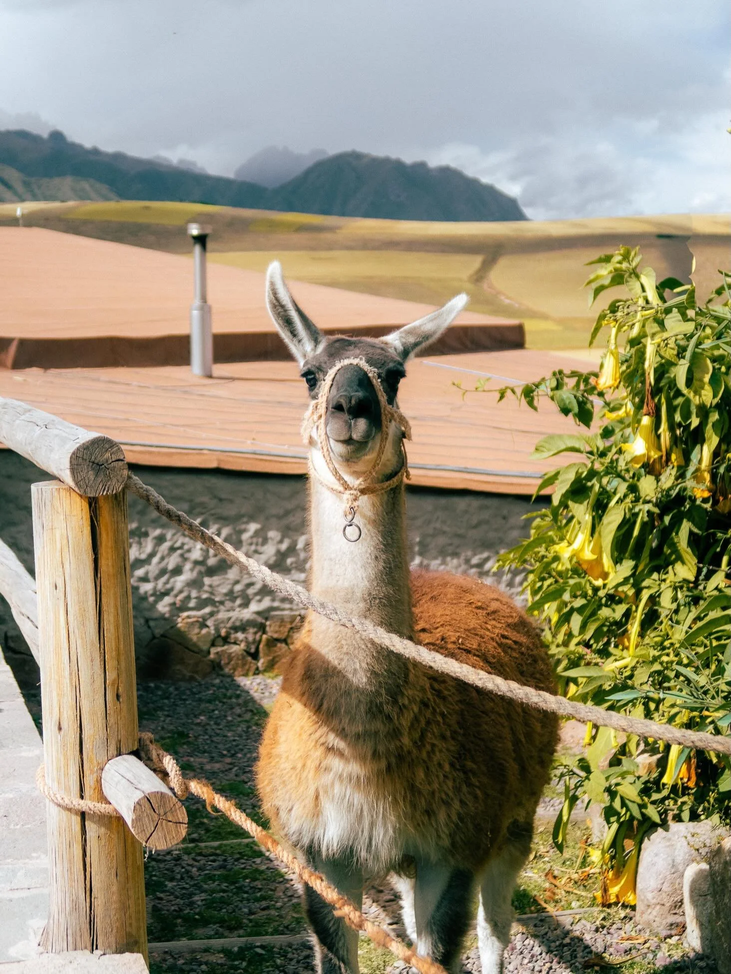 Tupananchiskama 🫶🏼

Peru Part 1 - Lima, Cusco, Sacred Valley