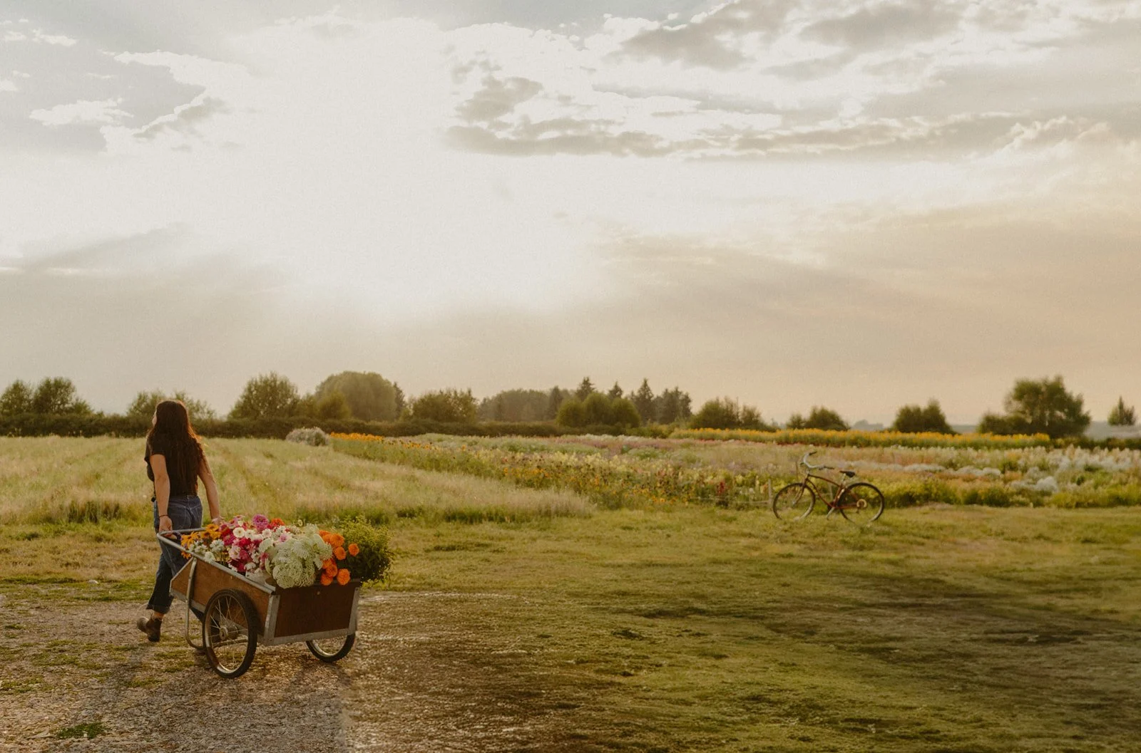 Flower Farm at Sunset