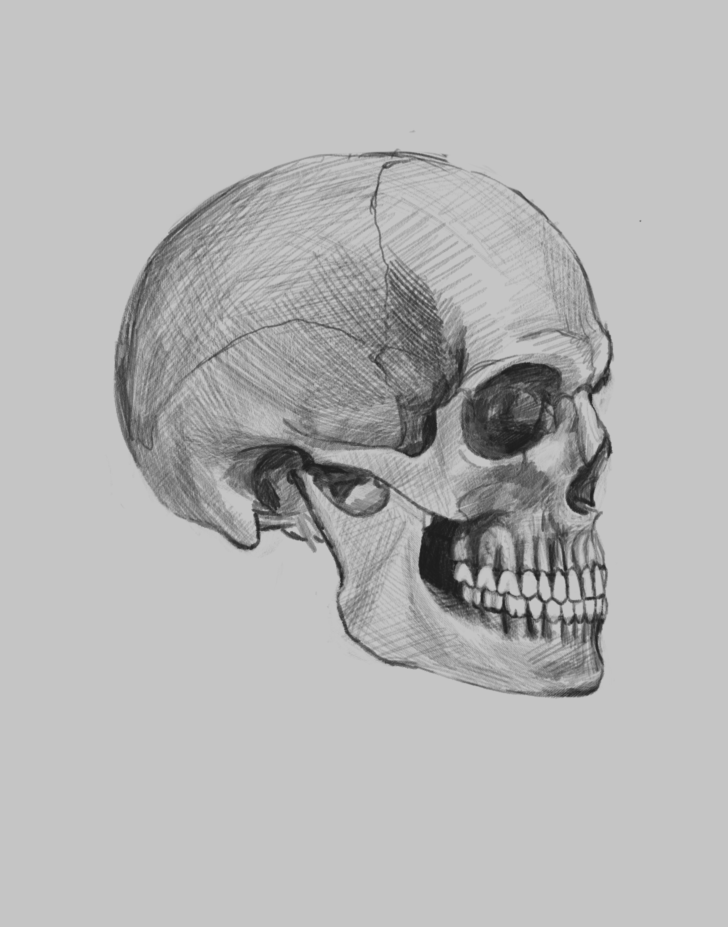 Bone structure study
