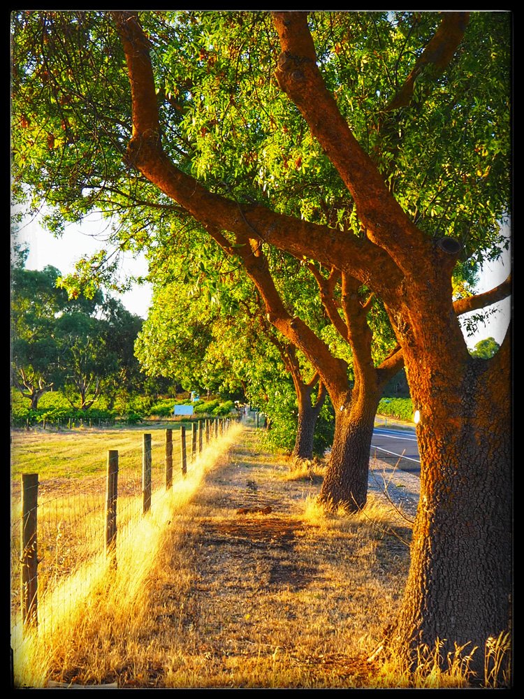 Lyndoch-Gold.jpg