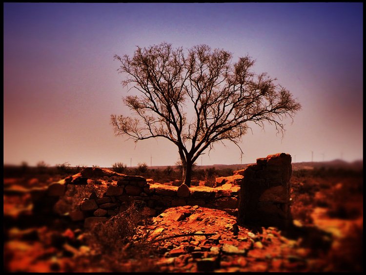 Joshua-Tree.jpg