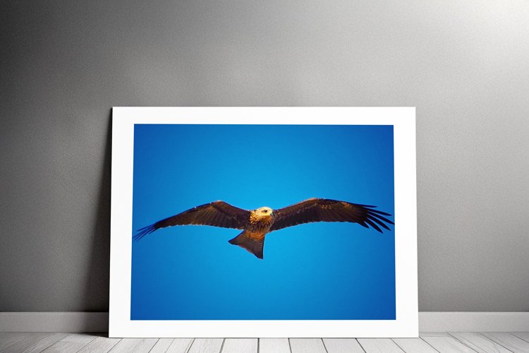 free-bird-metal-backing.jpg