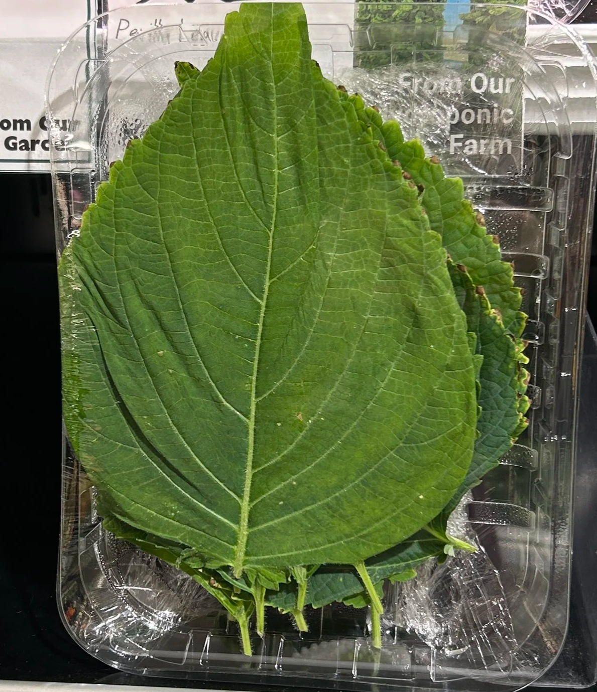 A clear plastic container holding green leaves with prominent veins, possibly from a plant or herb.