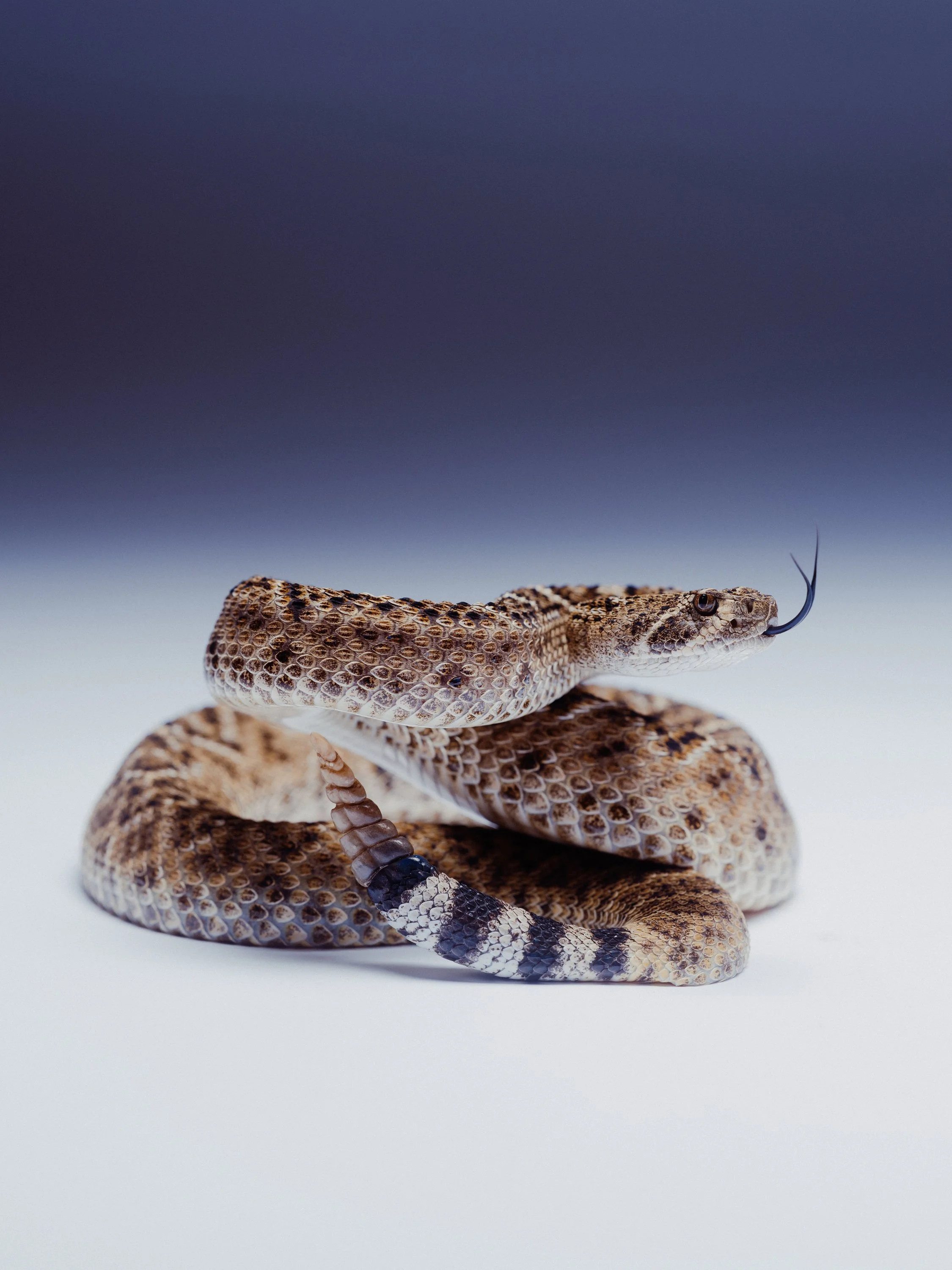 Rattle-3.JPG