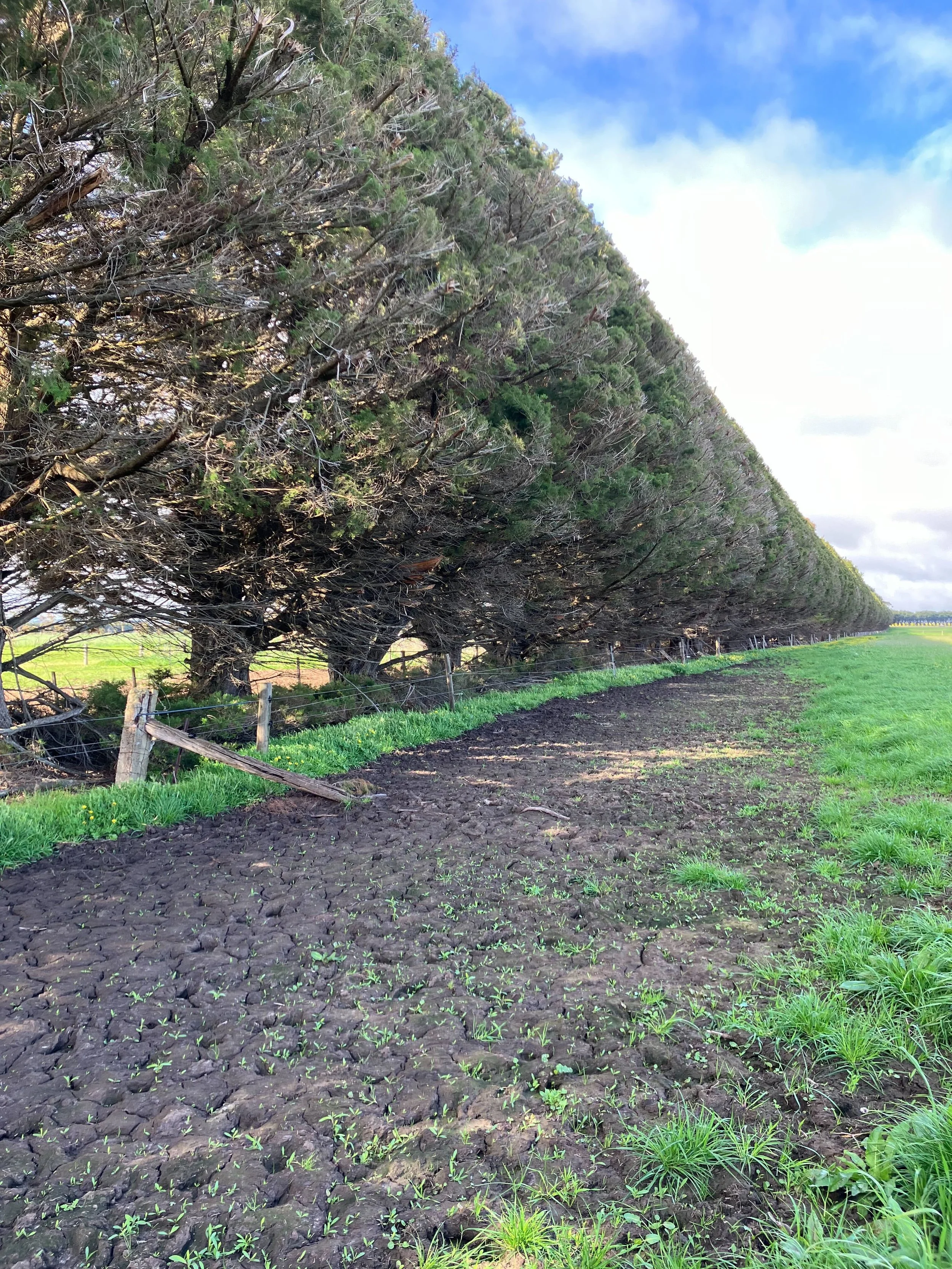 Farm & Agricultural Treelines Service | Jigsaw Tree Trimmers