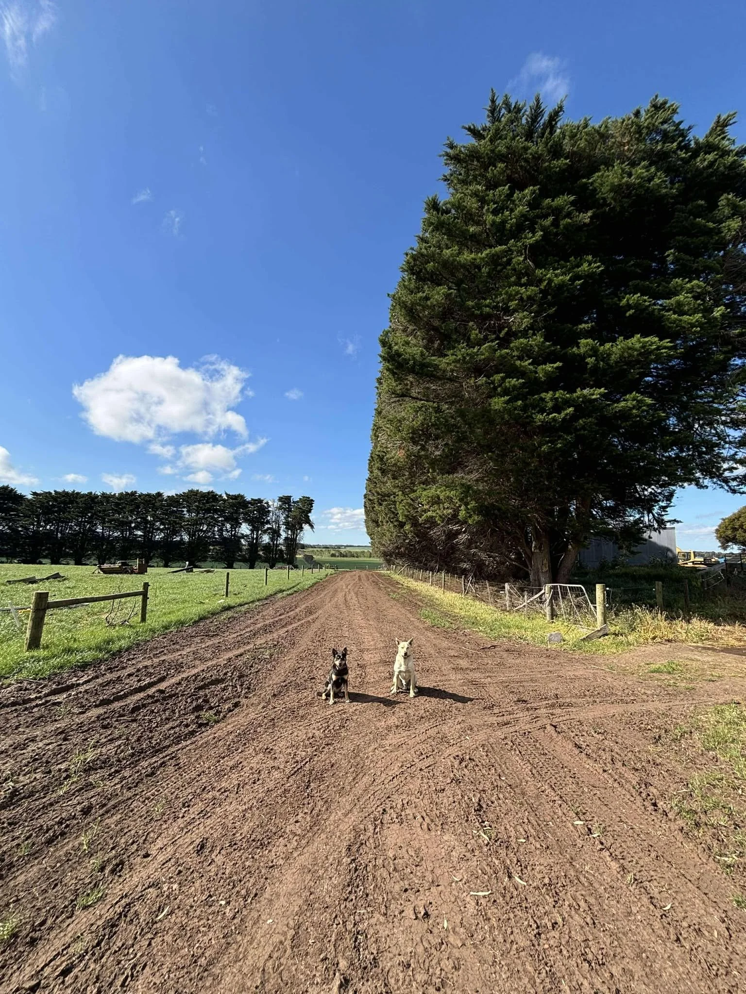 Farm Treeline Trimming Services