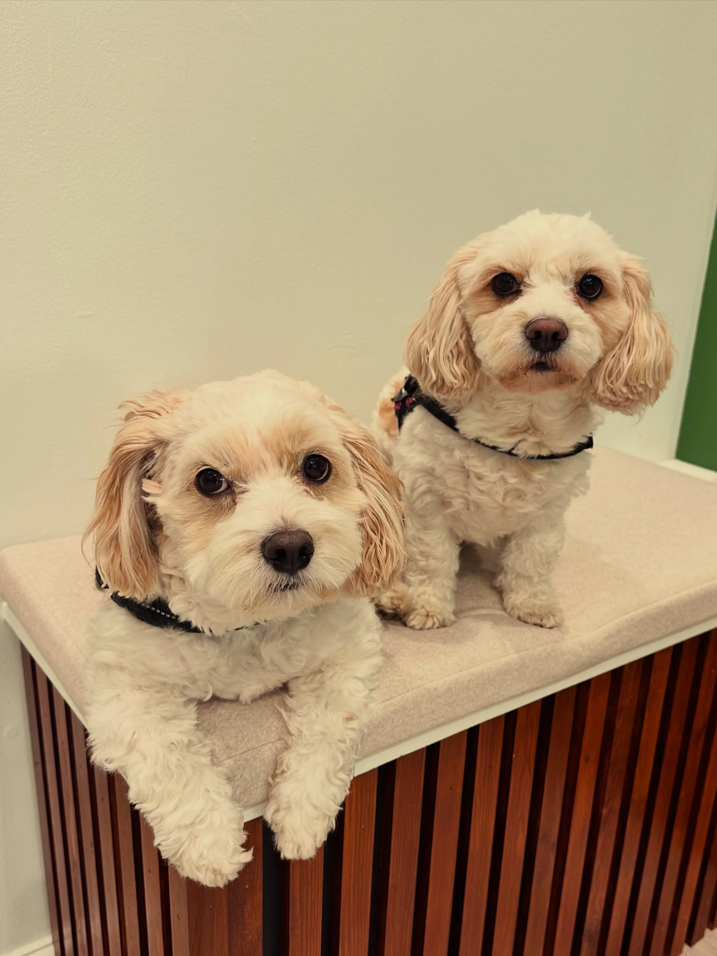 Did you know we&rsquo;re dog friendly? 🐾

In fact, more the merrier! 😍 

Don&rsquo;t leave your pooch out in the cold, feel free to bring them in - as long as they&rsquo;re well behaved and don&rsquo;t mind all of the belly rubs 🤭 

🐕🦮🐕&zwj;🦺?
