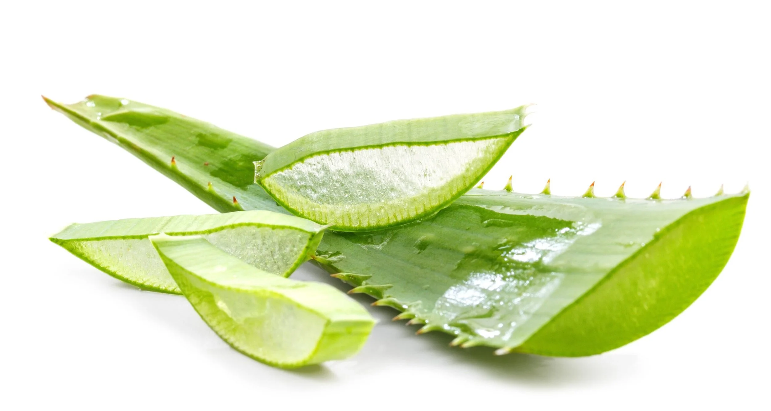 Aloe vera on a white background