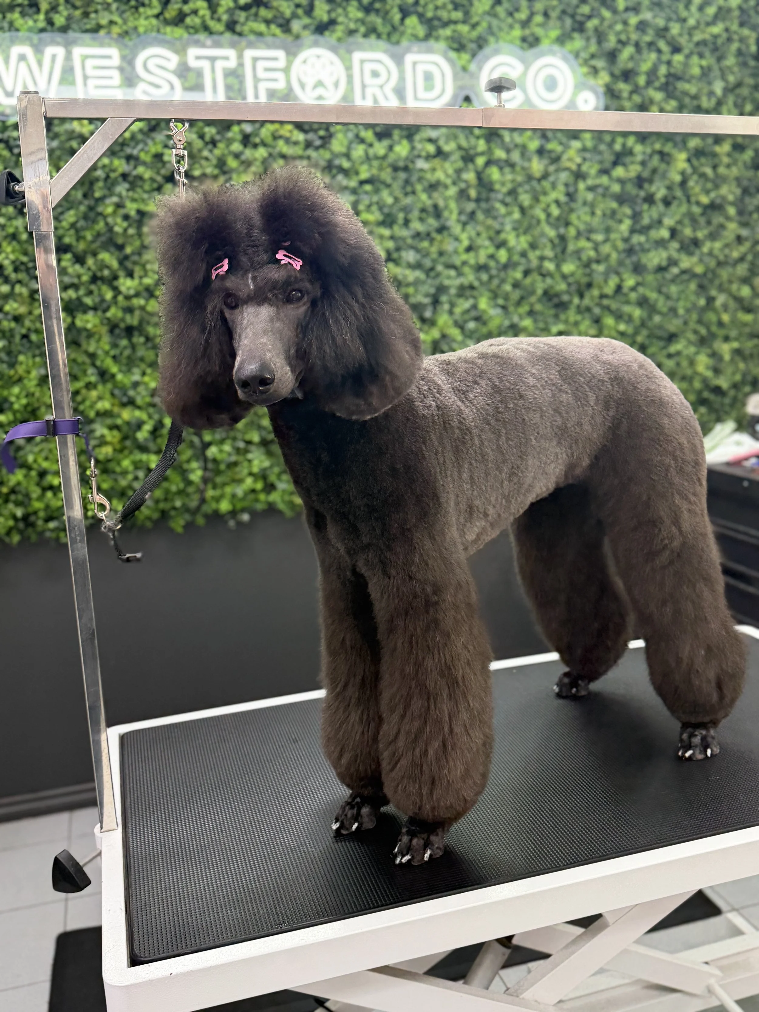Standard Poodle Groom at Westford Co 