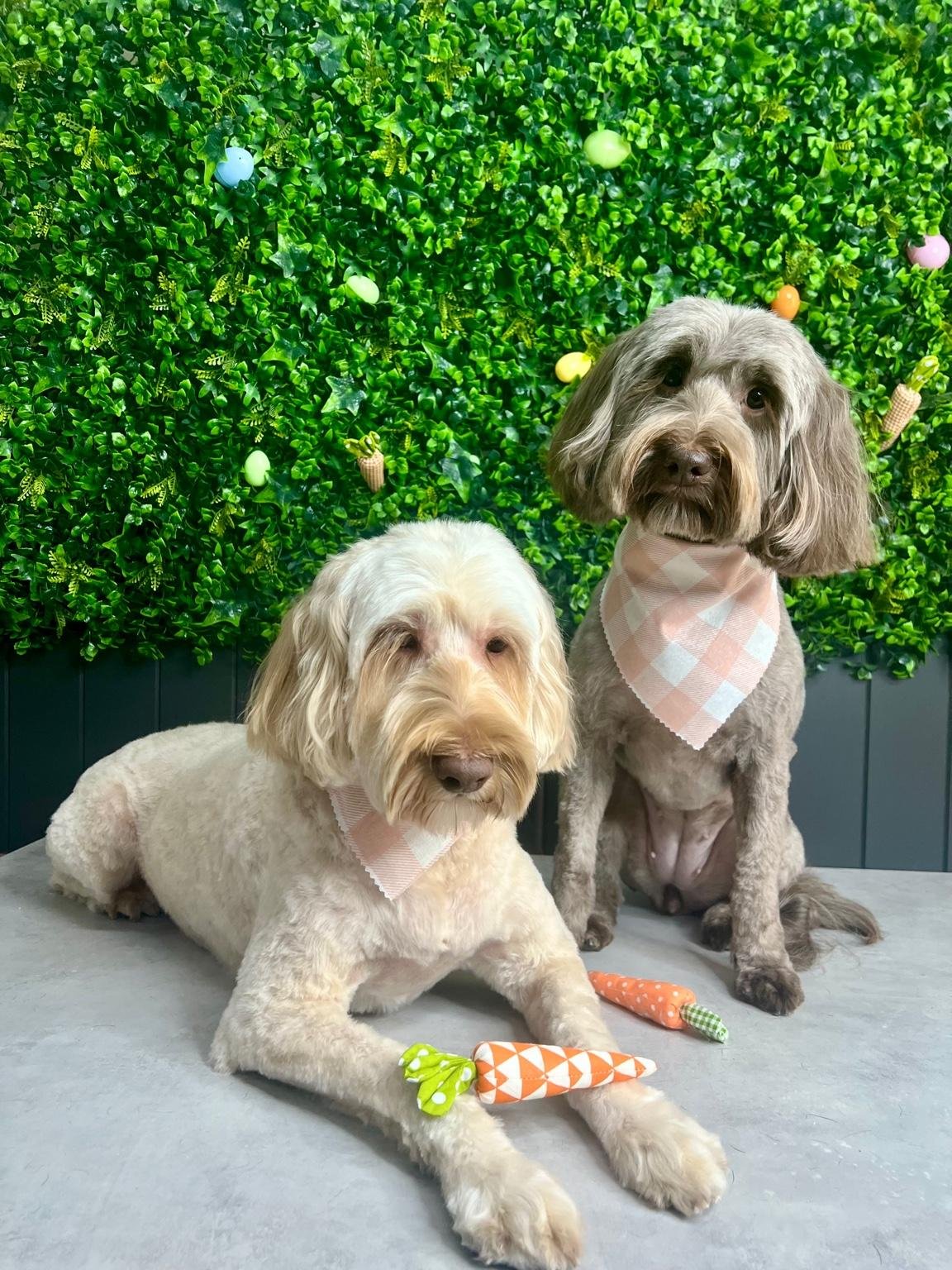 dog grooming port adelaide