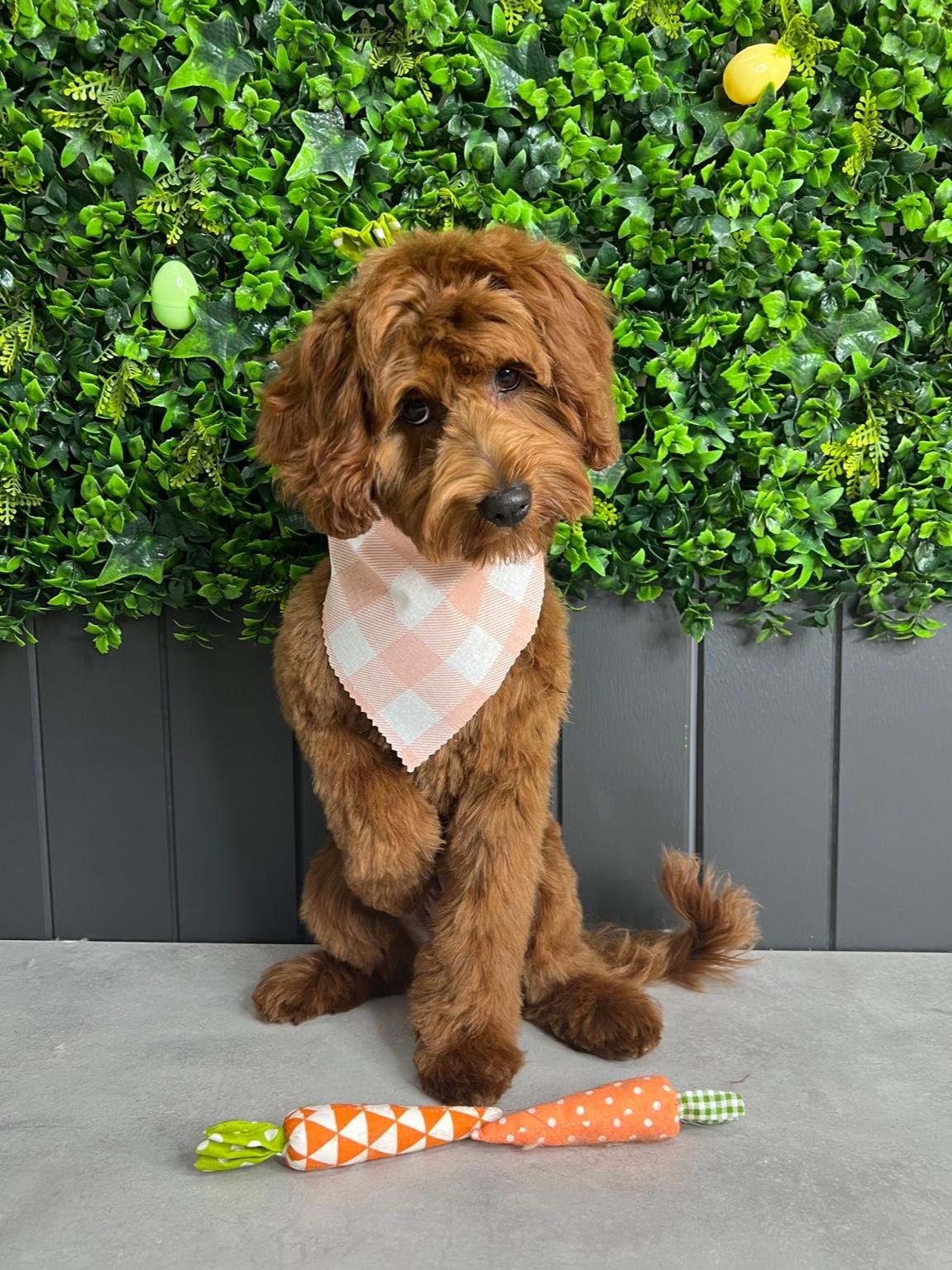 Cavoodle groomer