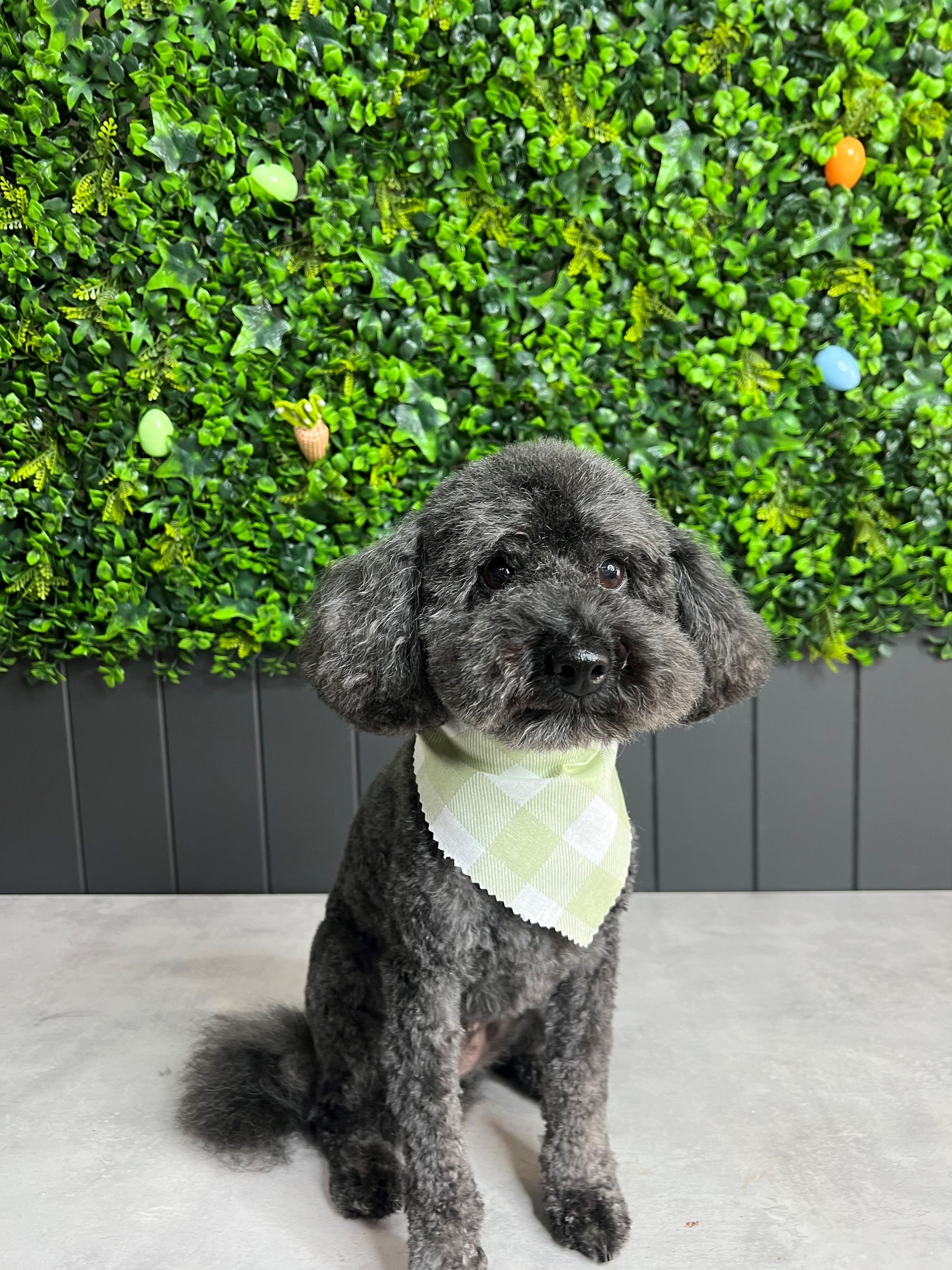 Teddy bear cut dog grooming