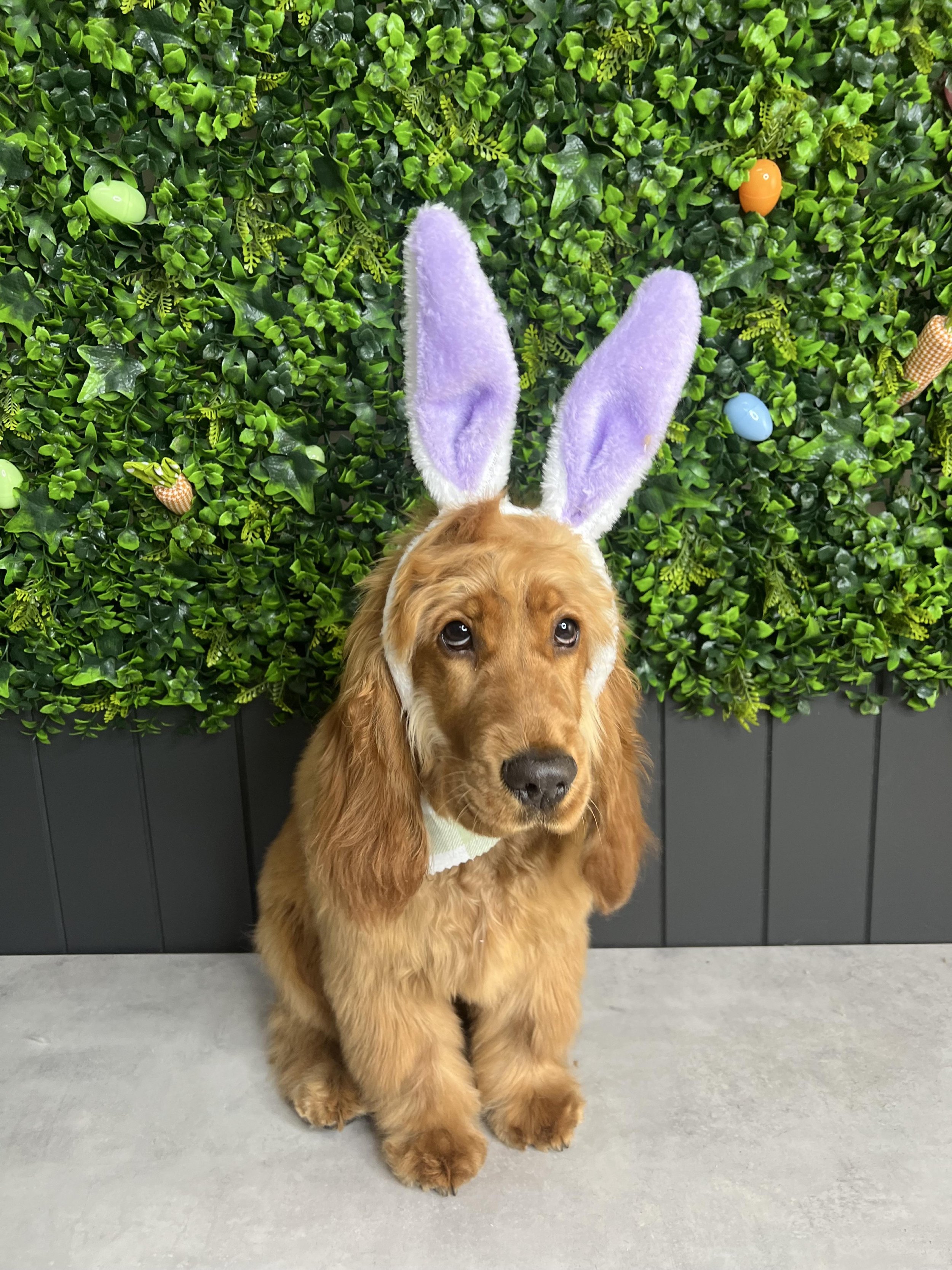 Cocker Spaniel grooming