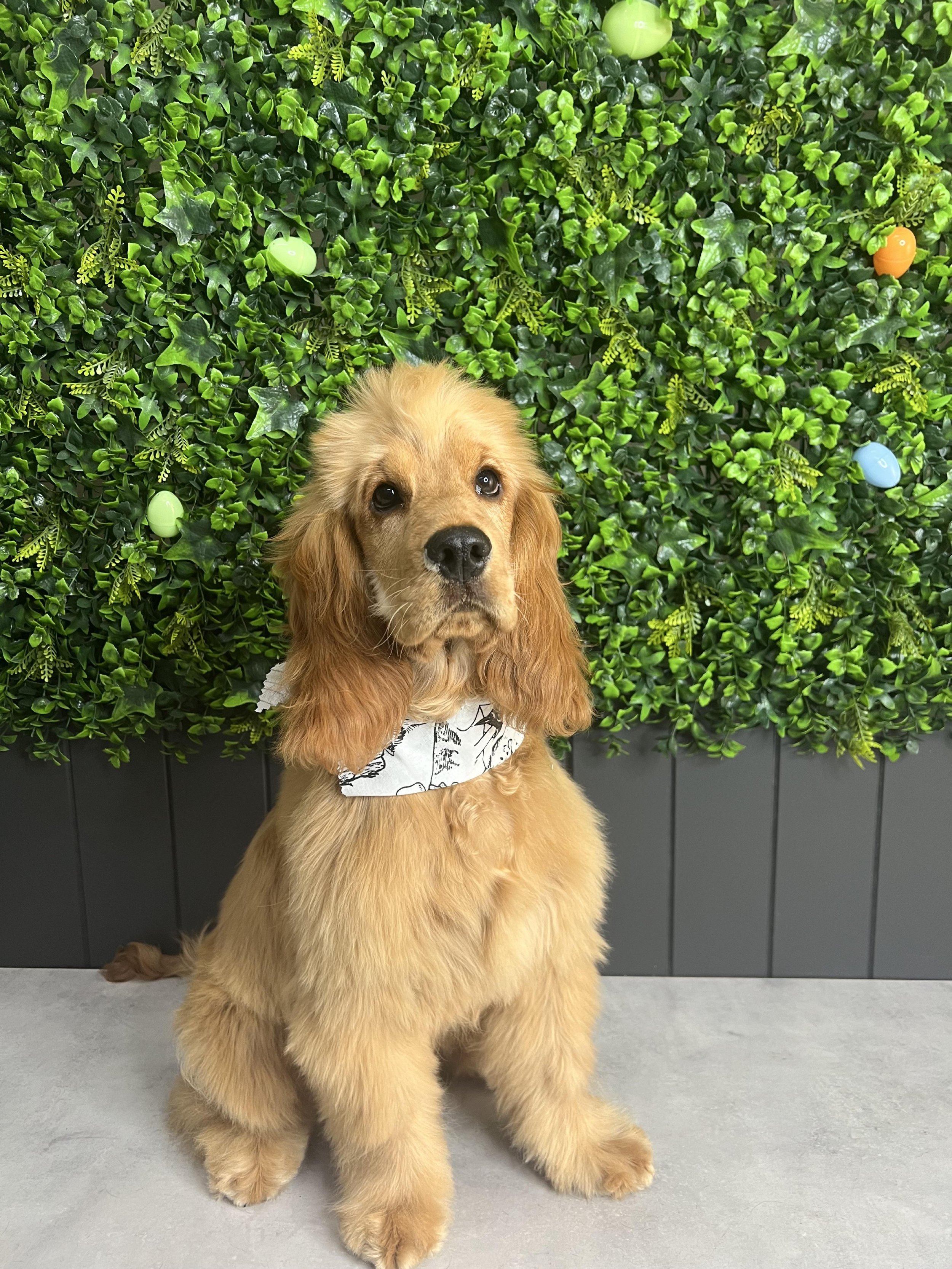 Dog grooming Adelaide