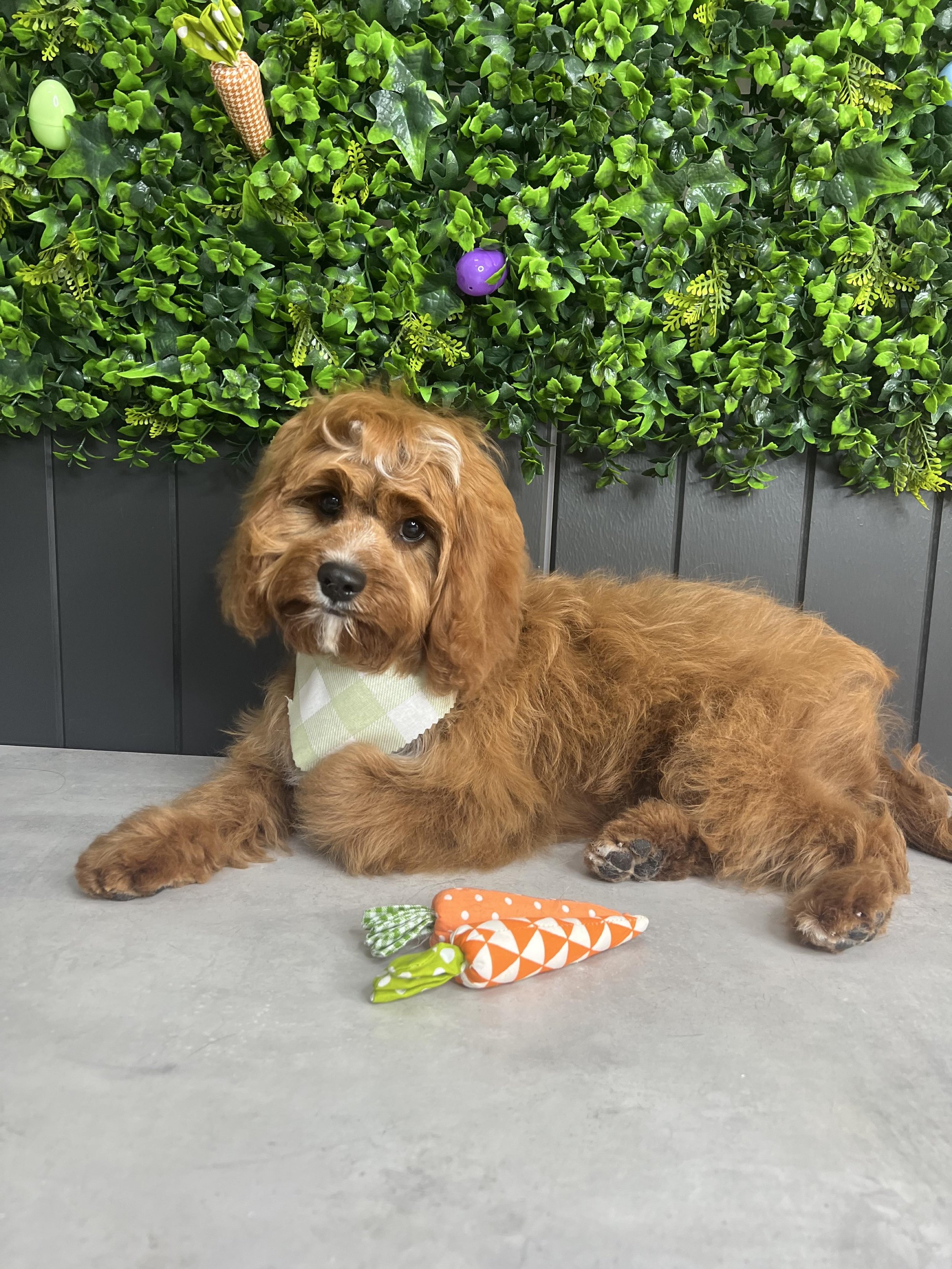 Poodle groomer near me