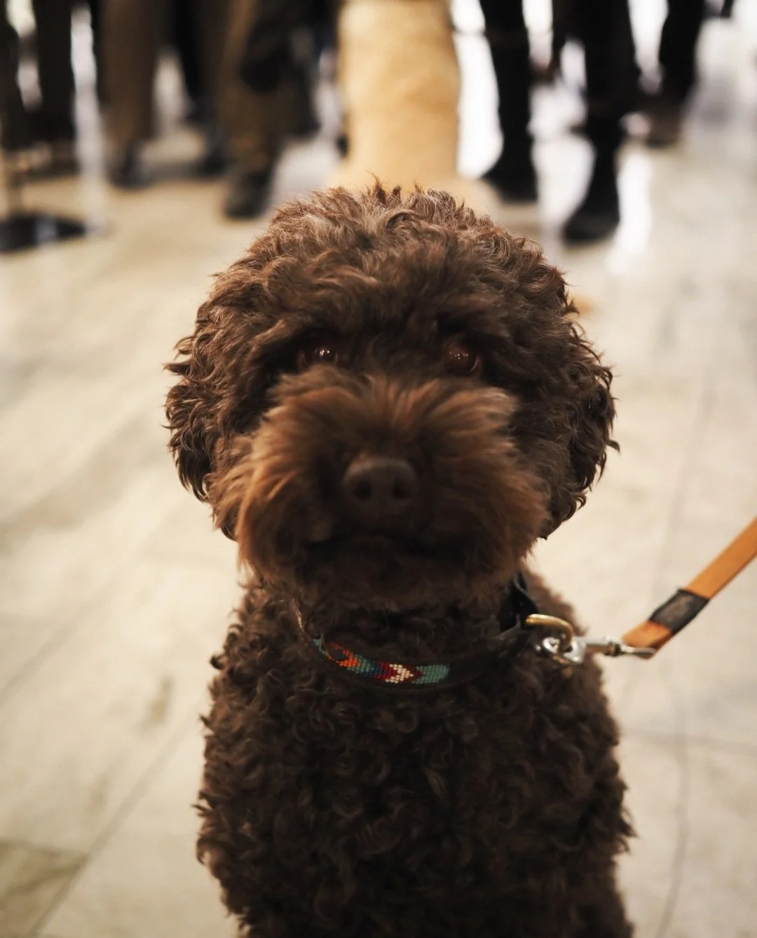 Since NK opened its doors, dogs have always been welcome. After 120 years &mdash; their paths crossed with Hundstallet. 

We led the full concept and production of the NK Stage takeover and the dog weekend, together with creators who support Hundstal