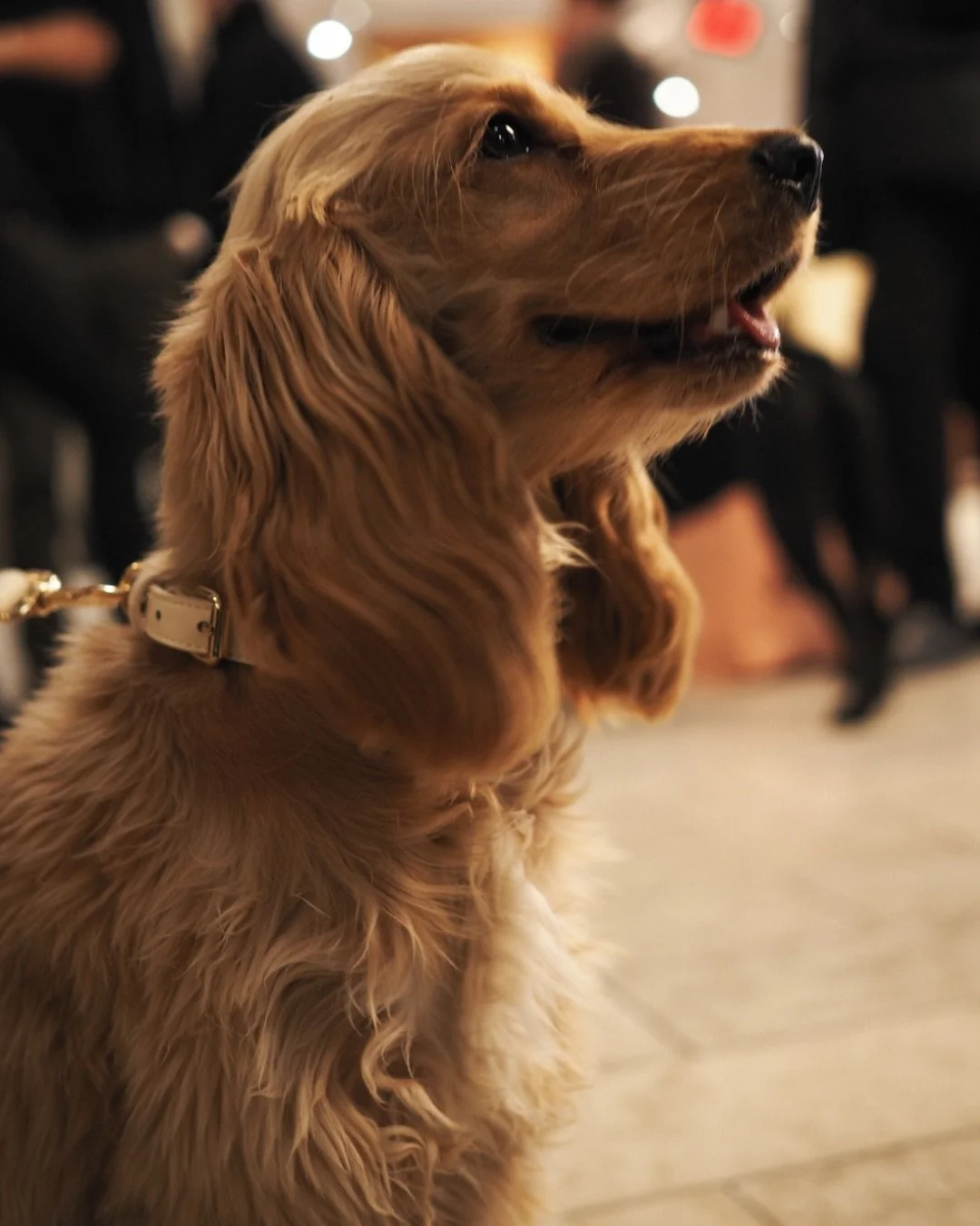 Hundstallet &ndash; Sweden&rsquo;s oldest animal welfare organisation, founded in 1908 &ndash; came to us with a clear challenge: not enough people knew who they were.

What followed is one of our most rewarding and ongoing projects to date. We built