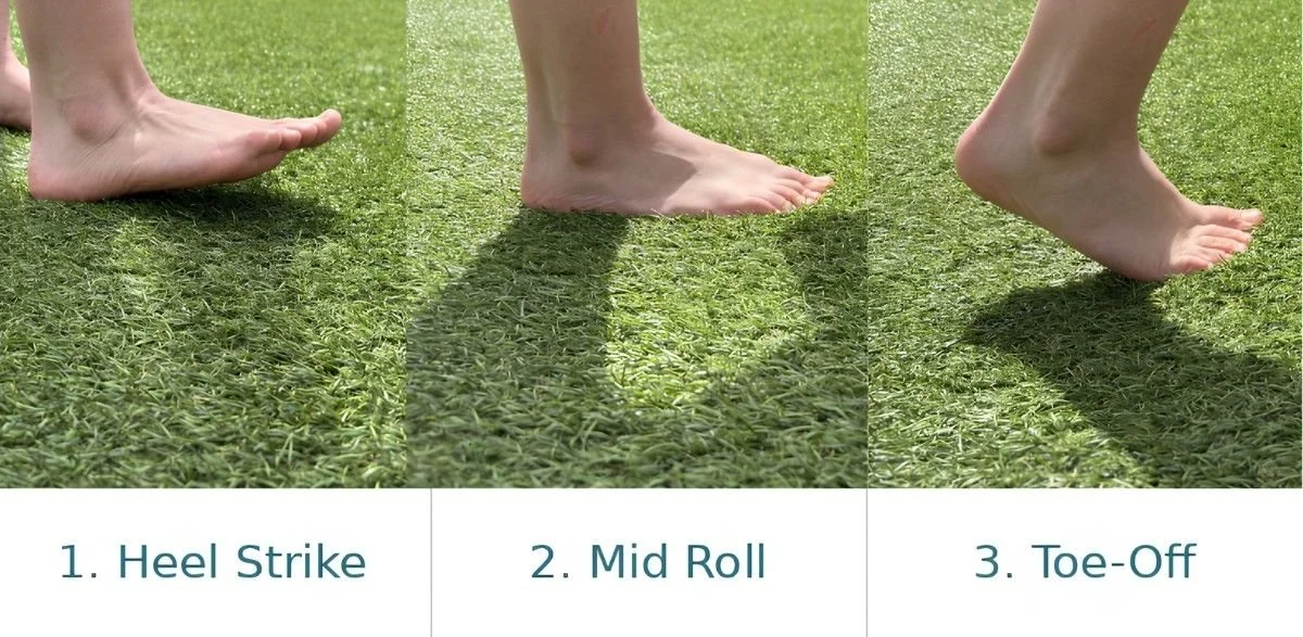 Educational diagram showing heel strike, mid roll and toe-off phases of walking featured in Move Well Studio's foot health article.