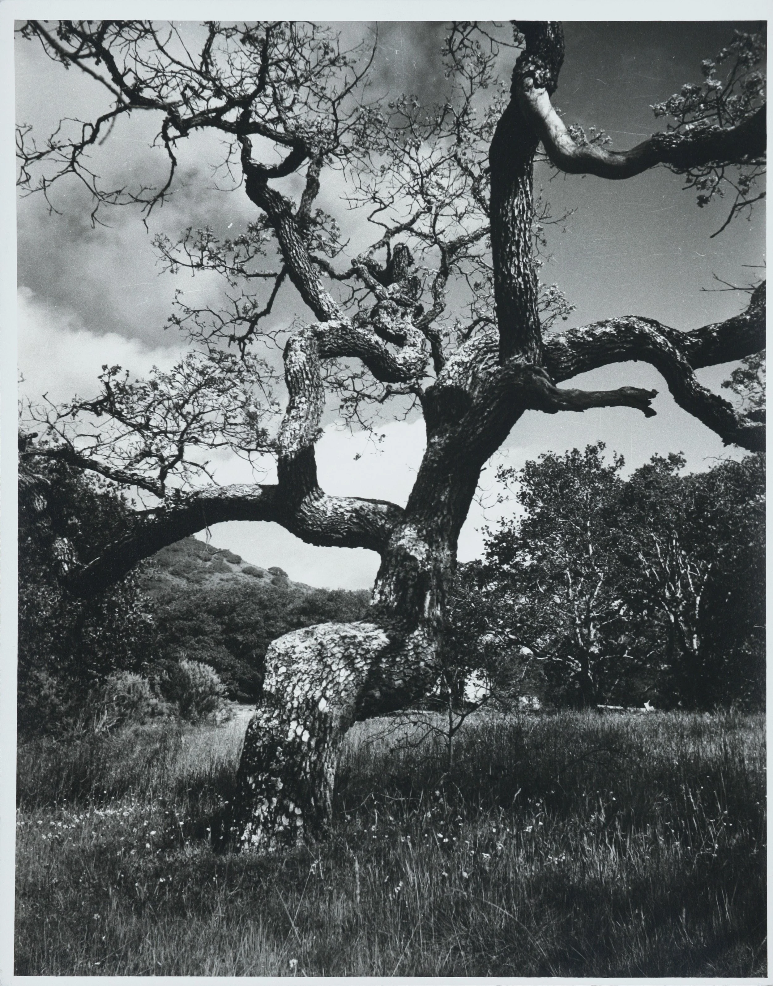 Růžička_The Tormented Tree of the Calif. Coast.JPG