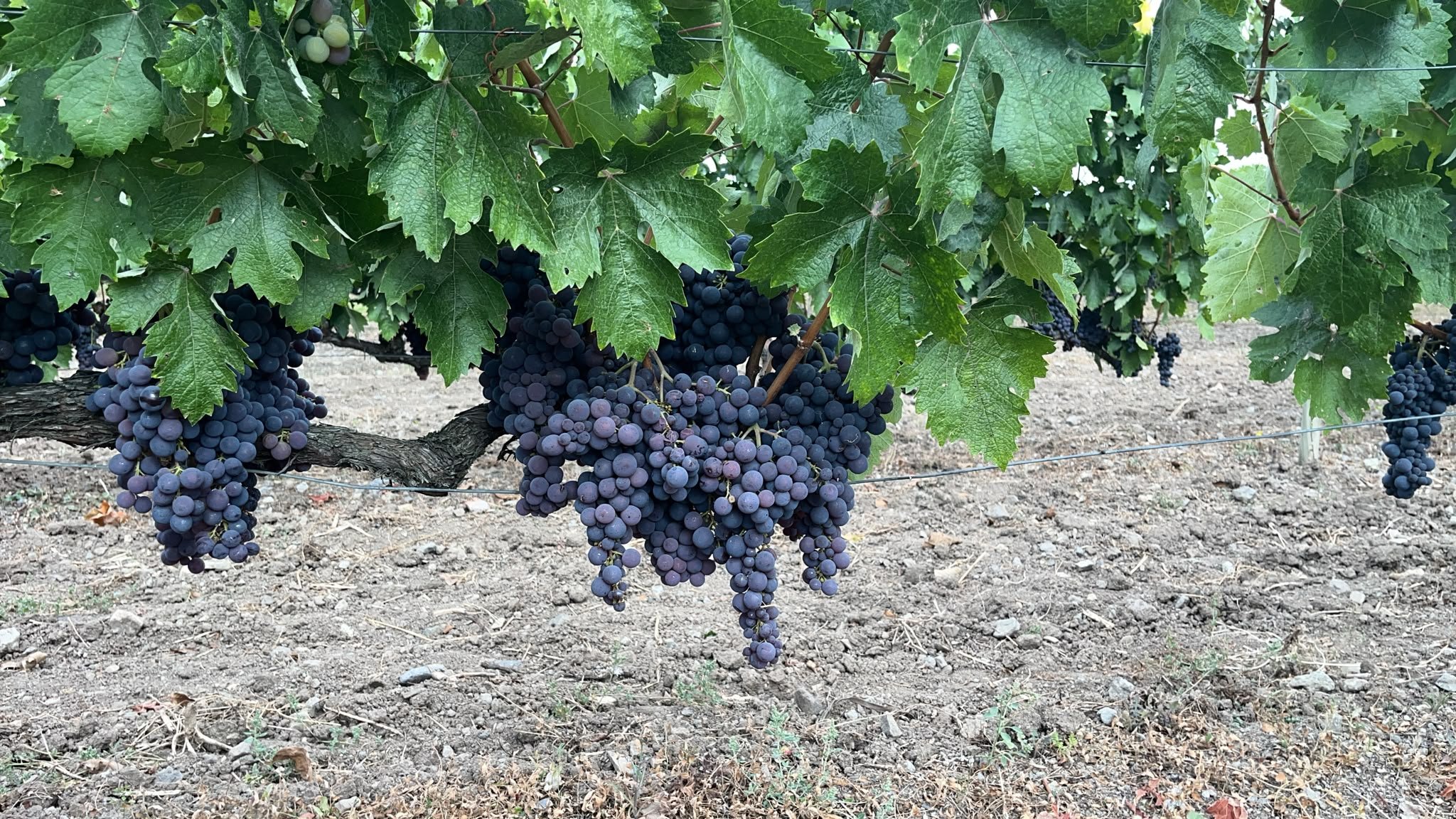 Harvest 2026: A New Chapter for the Native Grapes of Amasya