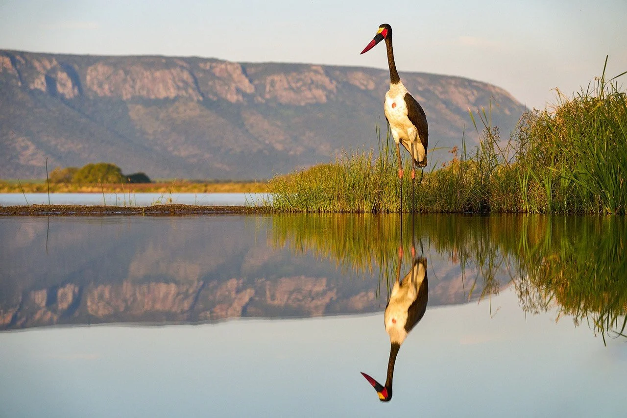 Discover the Magic of an African Photography Safari with OZ Photo Workshops