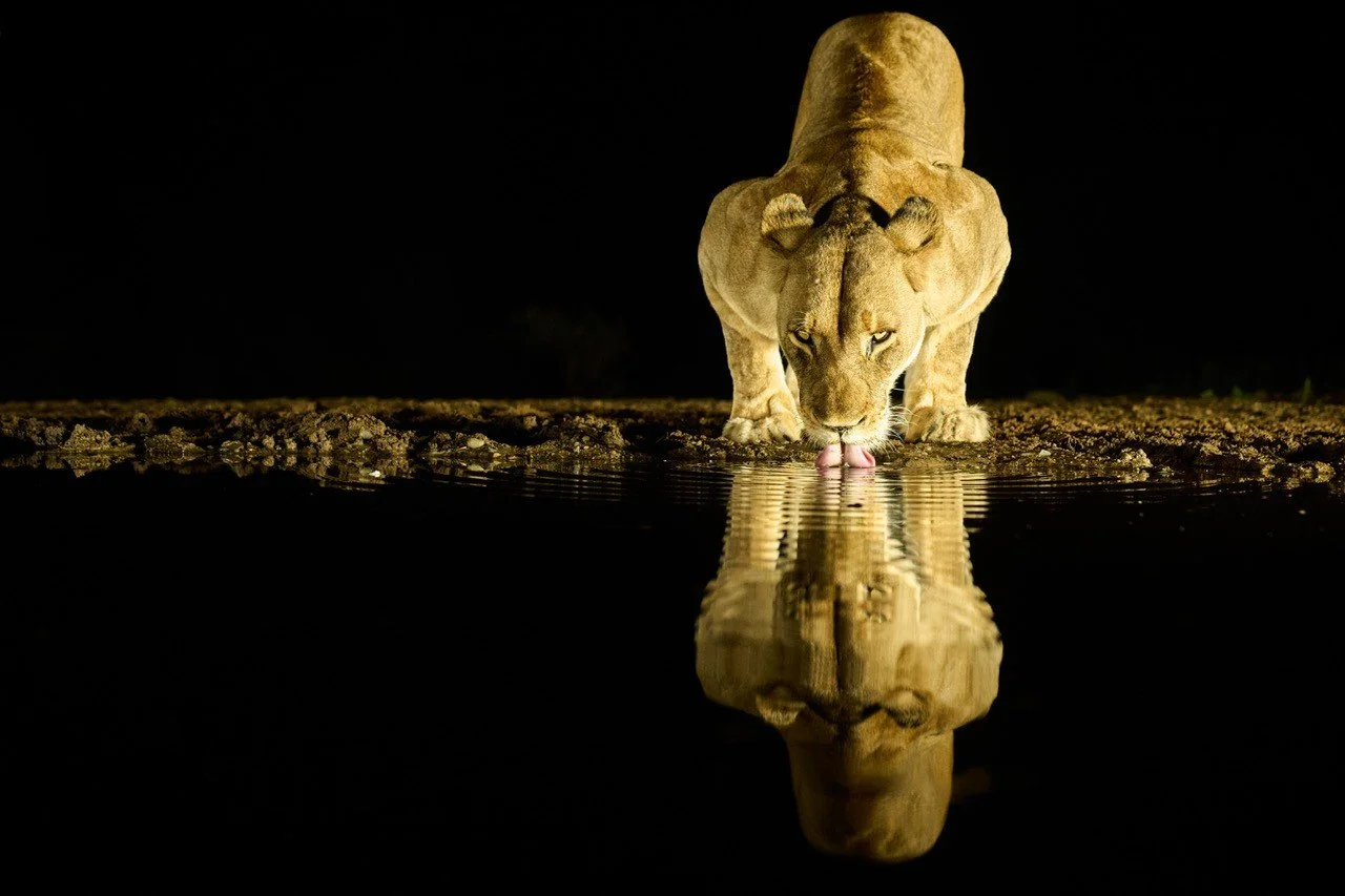 How to Choose the Best African Photography Safari