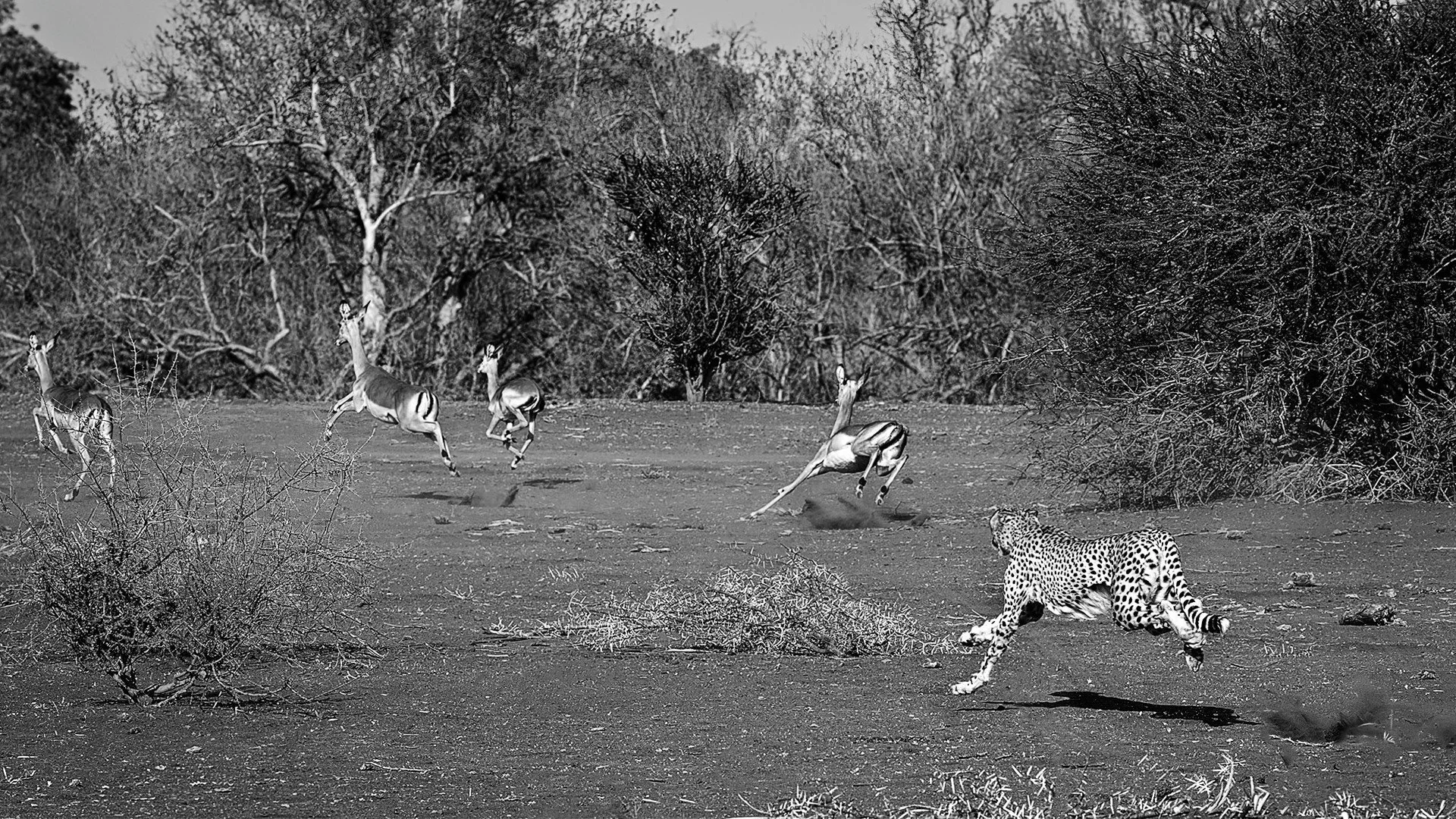 Discover the Magic of Photography Tours Africa with Oz Photo Workshops