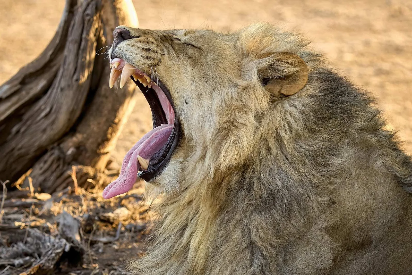 Lion-Safari-Africa-Photo-Tour.jpg