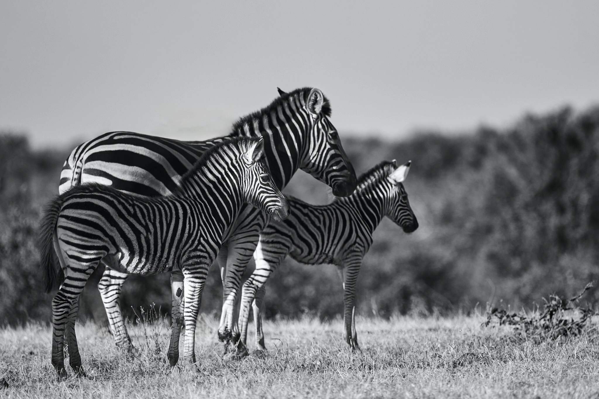 Zebra Safari Tour.jpg