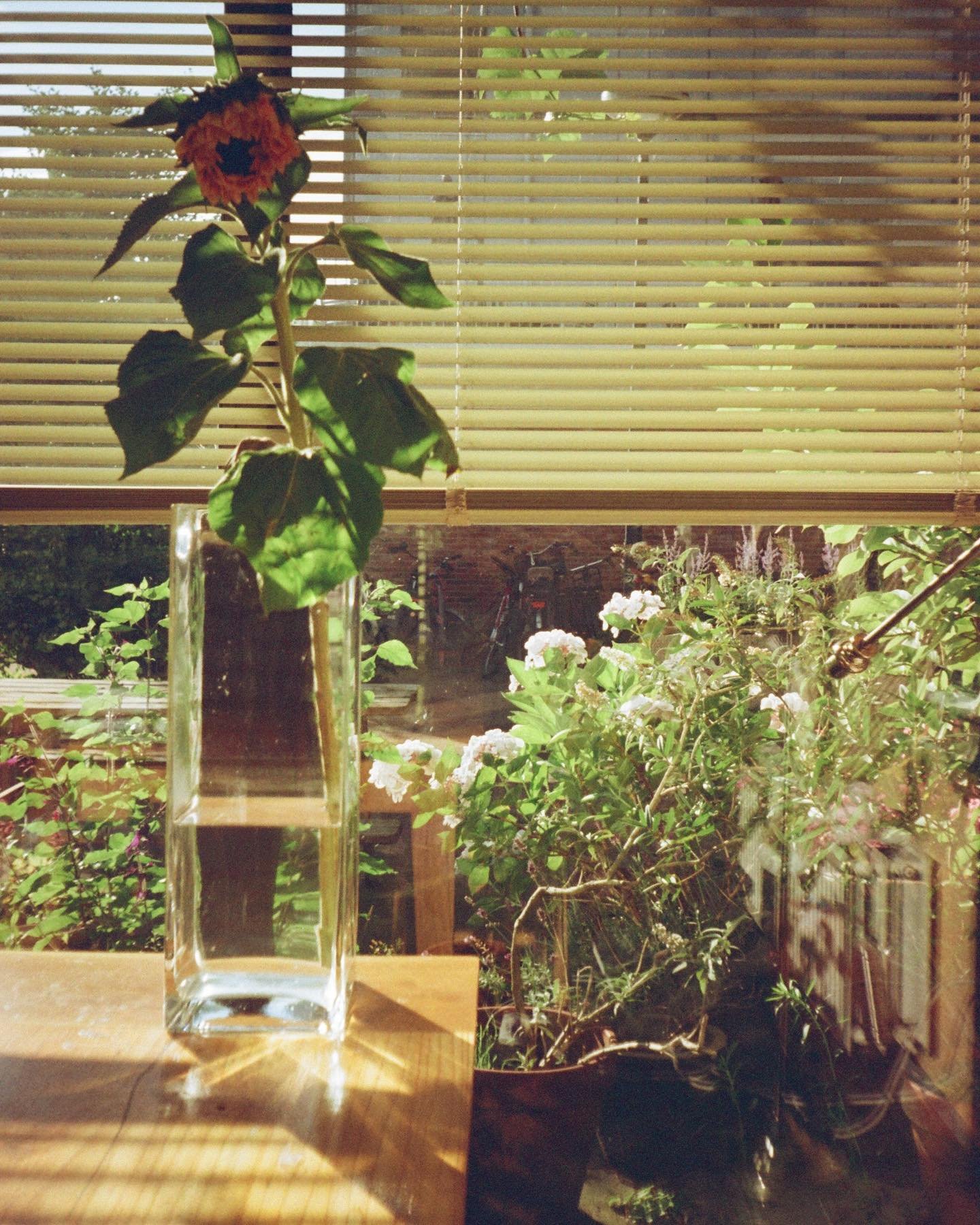 i don&rsquo;t want summer to end🌻 // &rarr; SWIPE to see the uncropped photo (it&rsquo;s much nicer 🌞) 

🎞: &plusmn; 20 years expired @albertheijn iso 200 film
📸: Haking CF35
🧪: @key_color_fotolab