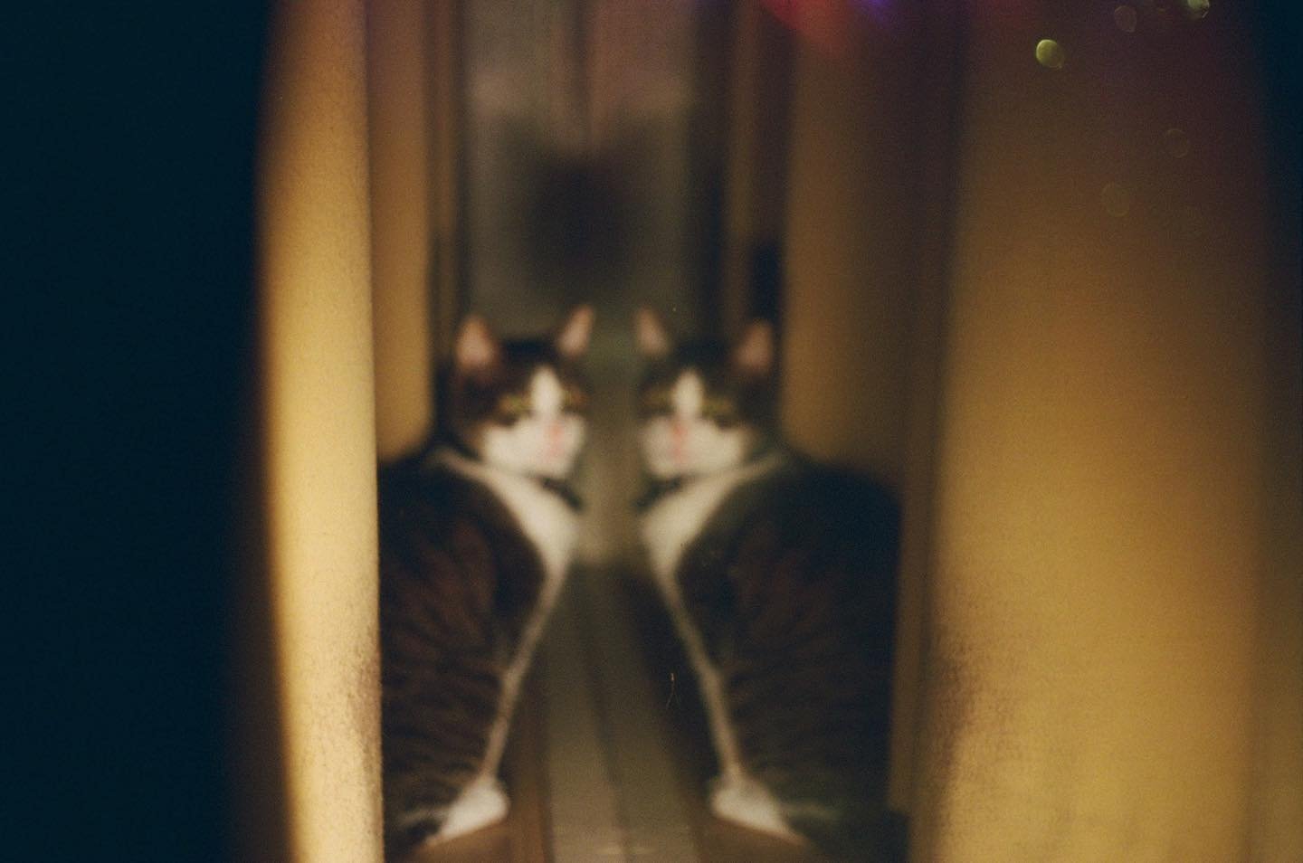 👯&zwj;♂️ max, march 2022

🎞: @lomography 800 color negative 
📸: Canonet QL17 G-III
🧪: @key_color_fotolab