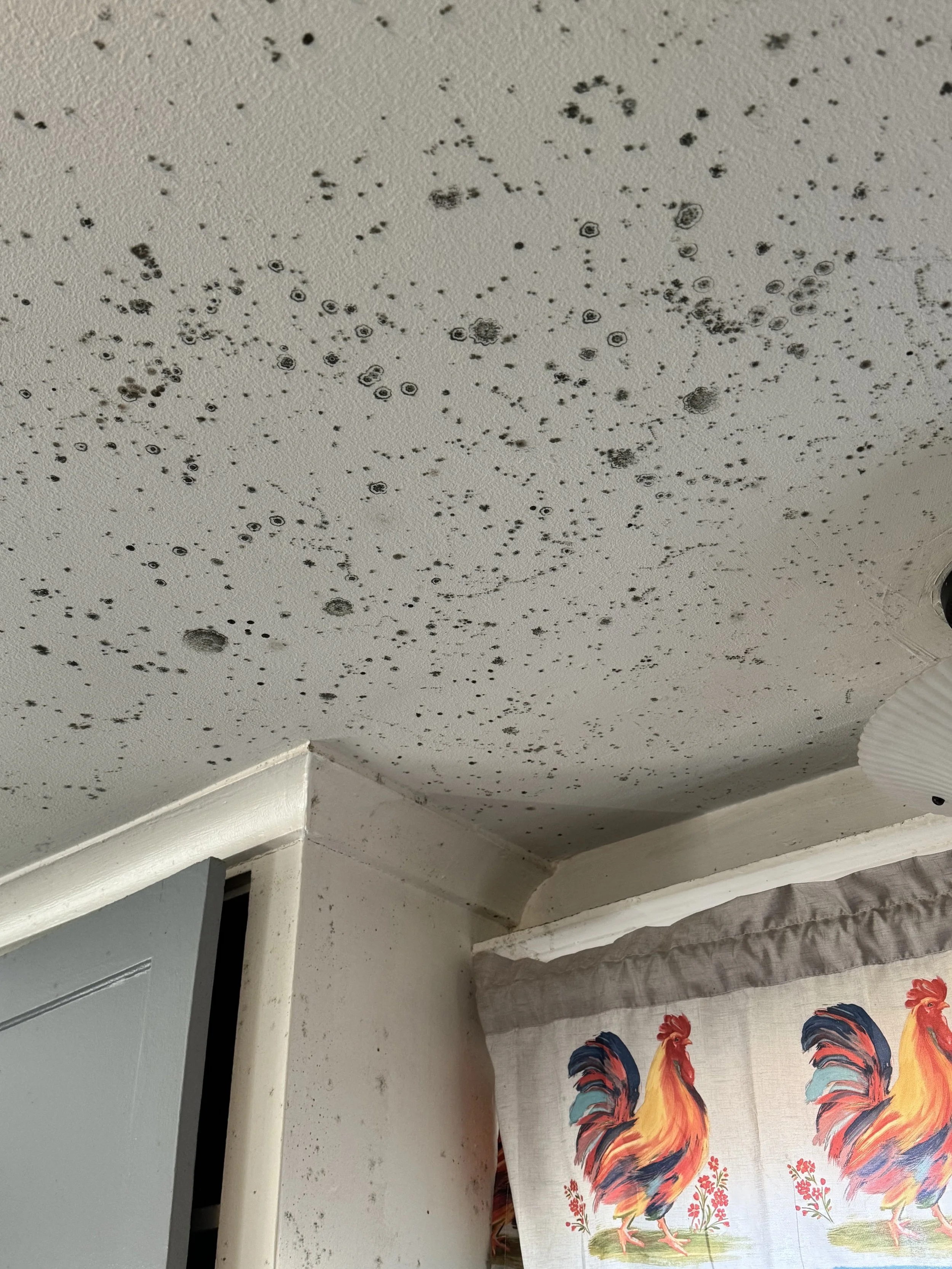 Buying a Home With Mold? What You Need to Know