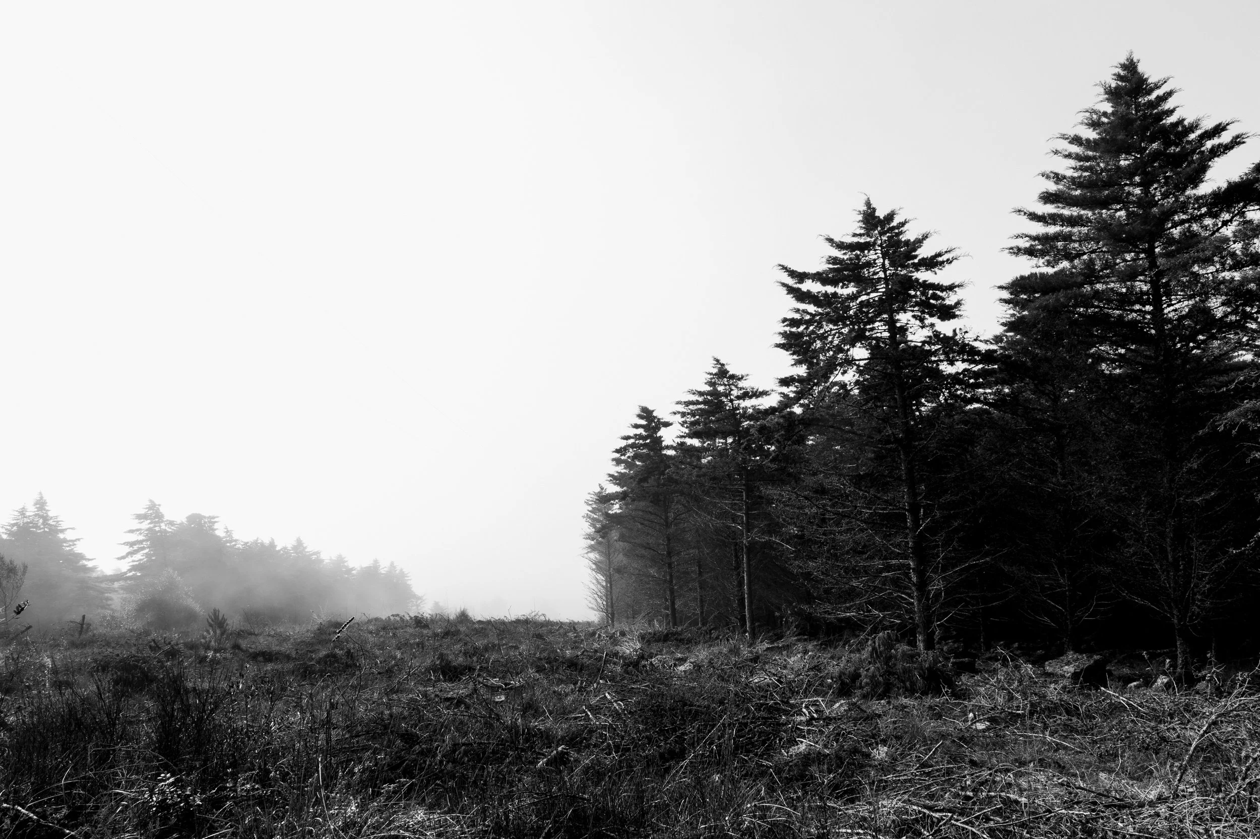 Diário Visual Fine Art sobre a névoa matinal. Uma exploração visual do silêncio e da luz difusa, onde a natureza se revela e se esconde num jogo subtil de presenças e ausências.