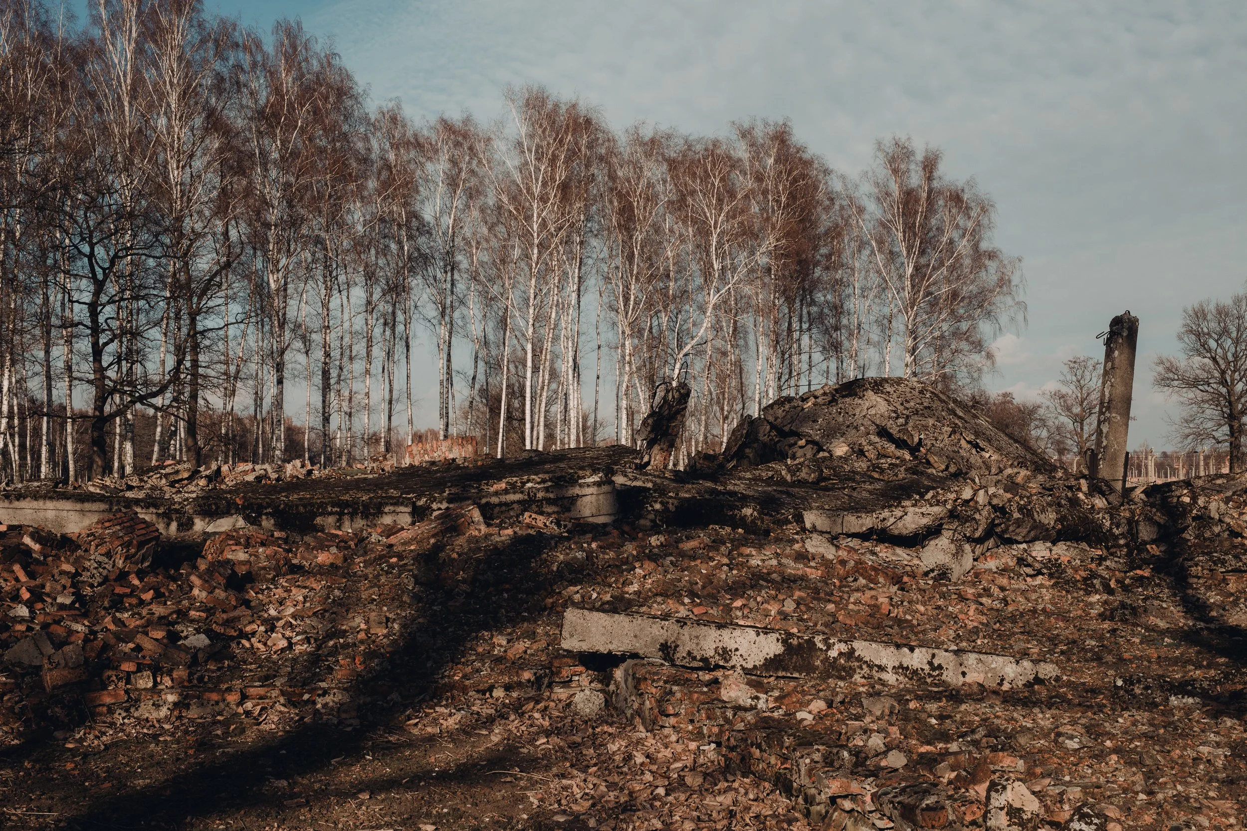 Paisagem com árvores sem folhas ao fundo e ruínas de tijolos e concreto no primeiro plano.