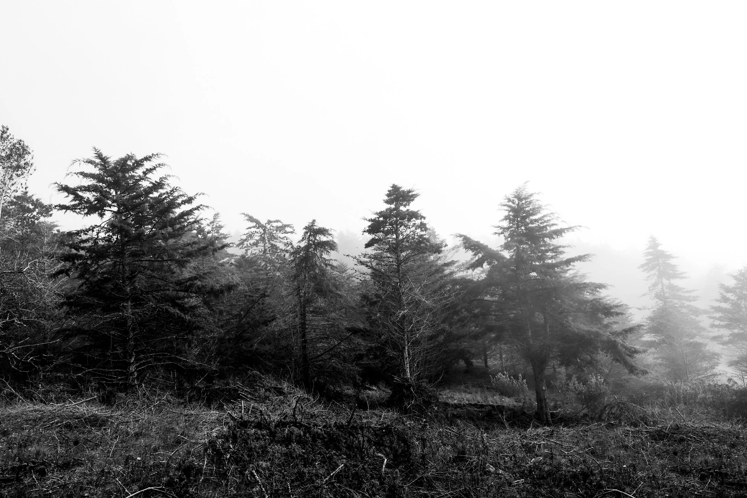 FOGGY 4 50X75.jpg