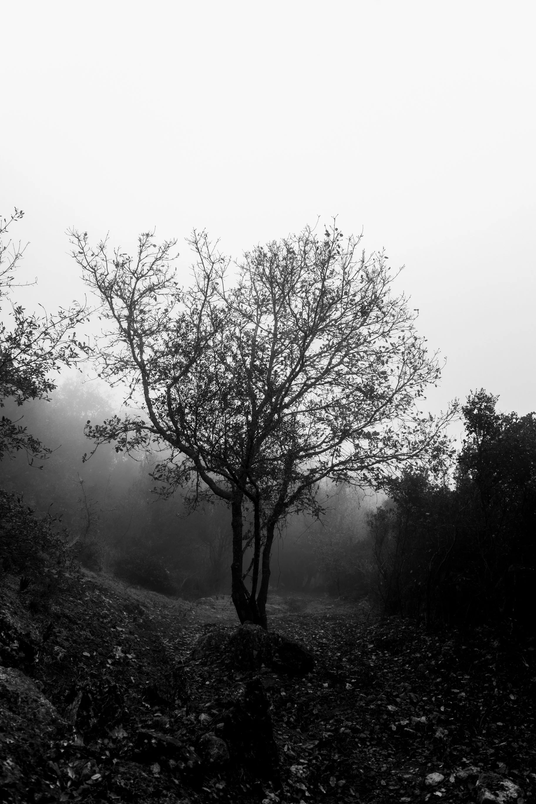 Diário Visual Fine Art sobre a névoa matinal. Uma exploração visual do silêncio e da luz difusa, onde a natureza se revela e se esconde num jogo subtil de presenças e ausências.